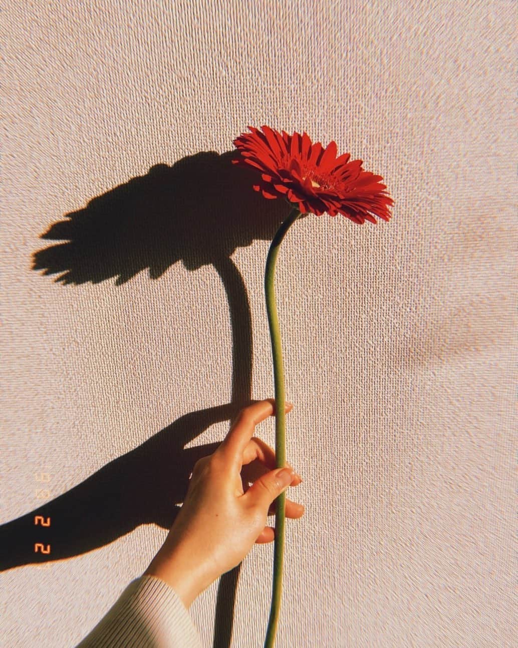 宮村ななこさんのインスタグラム写真 - (宮村ななこInstagram)「Don't say love you. #photography #photo #gerbera #flowers #flower #flowerstagram #old #写ルンです」2月28日 14時49分 - miyamuchan_001