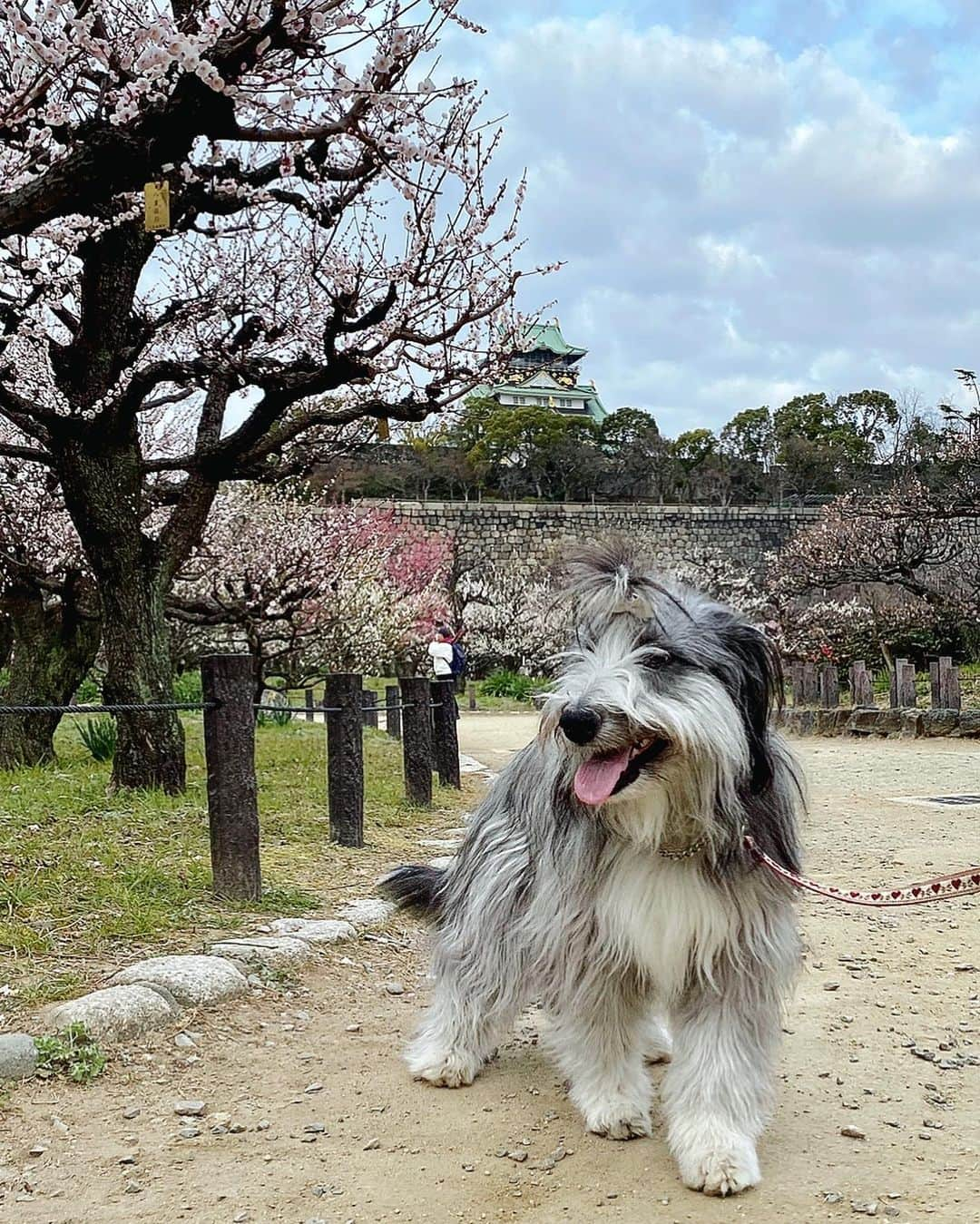 kei515yuさんのインスタグラム写真 - (kei515yuInstagram)「大阪城公園梅林に行ってきました。 梅は満開、もう少し晴れててくれればよかったけど、良い薫りも楽しめてよかったです。  ※行くのどうしようか少しためらっていました。 ここは毎年、悠鼓と訪れていた所、ああそこのベンチでちょんしたな、ここの樹の前でいつも悠鼓が笑っていたんだ… そんな母さんの気持ちを映すかのように曇り空。 それでも朱織さん、ちゃんとお座りして、ちゃんと笑顔をこちらに向けて、騒ぐことなくご機嫌さん。 ありがとね、また君といっぱい思い出を作っていこう。  #ビアデッドコリー #ビアディ #beardedcollie #akaribeardie #beardie #beardedcolliesofinstagram #puppydog #puppygram  #petscorner #insta_animal #dog_ofinstagram #insta_dogs #igdog #topdogphoto #repost_ezyjp #weeklyfluff #dog_features #excellent_dogs #pecoいぬ部」2月28日 14時51分 - kei515yu