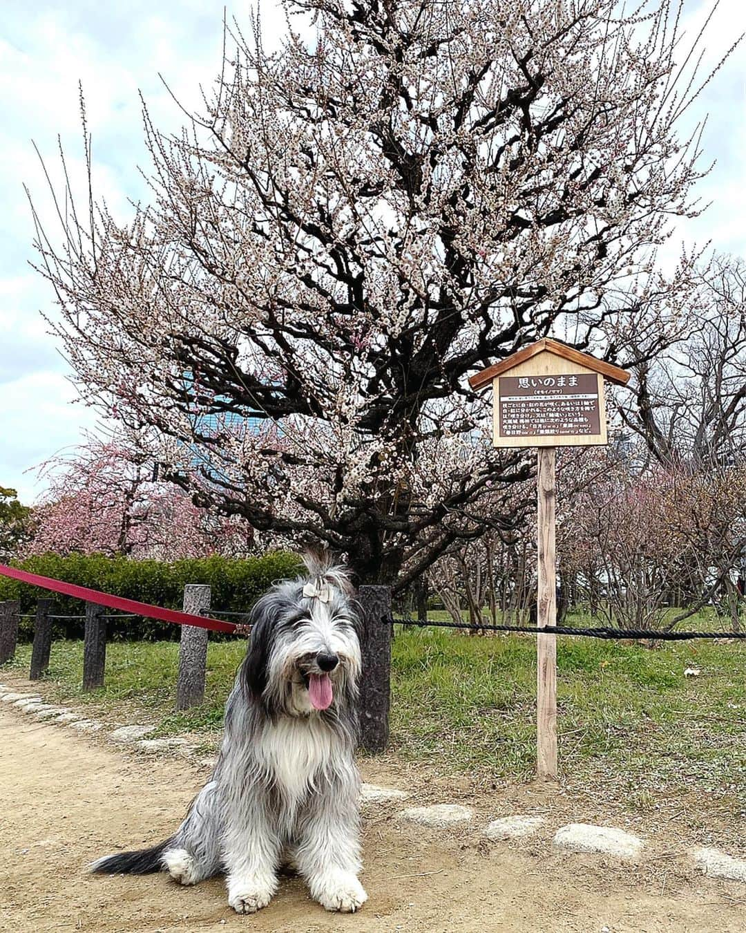 kei515yuさんのインスタグラム写真 - (kei515yuInstagram)「大阪城公園梅林に行ってきました。 梅は満開、もう少し晴れててくれればよかったけど、良い薫りも楽しめてよかったです。  ※行くのどうしようか少しためらっていました。 ここは毎年、悠鼓と訪れていた所、ああそこのベンチでちょんしたな、ここの樹の前でいつも悠鼓が笑っていたんだ… そんな母さんの気持ちを映すかのように曇り空。 それでも朱織さん、ちゃんとお座りして、ちゃんと笑顔をこちらに向けて、騒ぐことなくご機嫌さん。 ありがとね、また君といっぱい思い出を作っていこう。  #ビアデッドコリー #ビアディ #beardedcollie #akaribeardie #beardie #beardedcolliesofinstagram #puppydog #puppygram  #petscorner #insta_animal #dog_ofinstagram #insta_dogs #igdog #topdogphoto #repost_ezyjp #weeklyfluff #dog_features #excellent_dogs #pecoいぬ部」2月28日 14時51分 - kei515yu