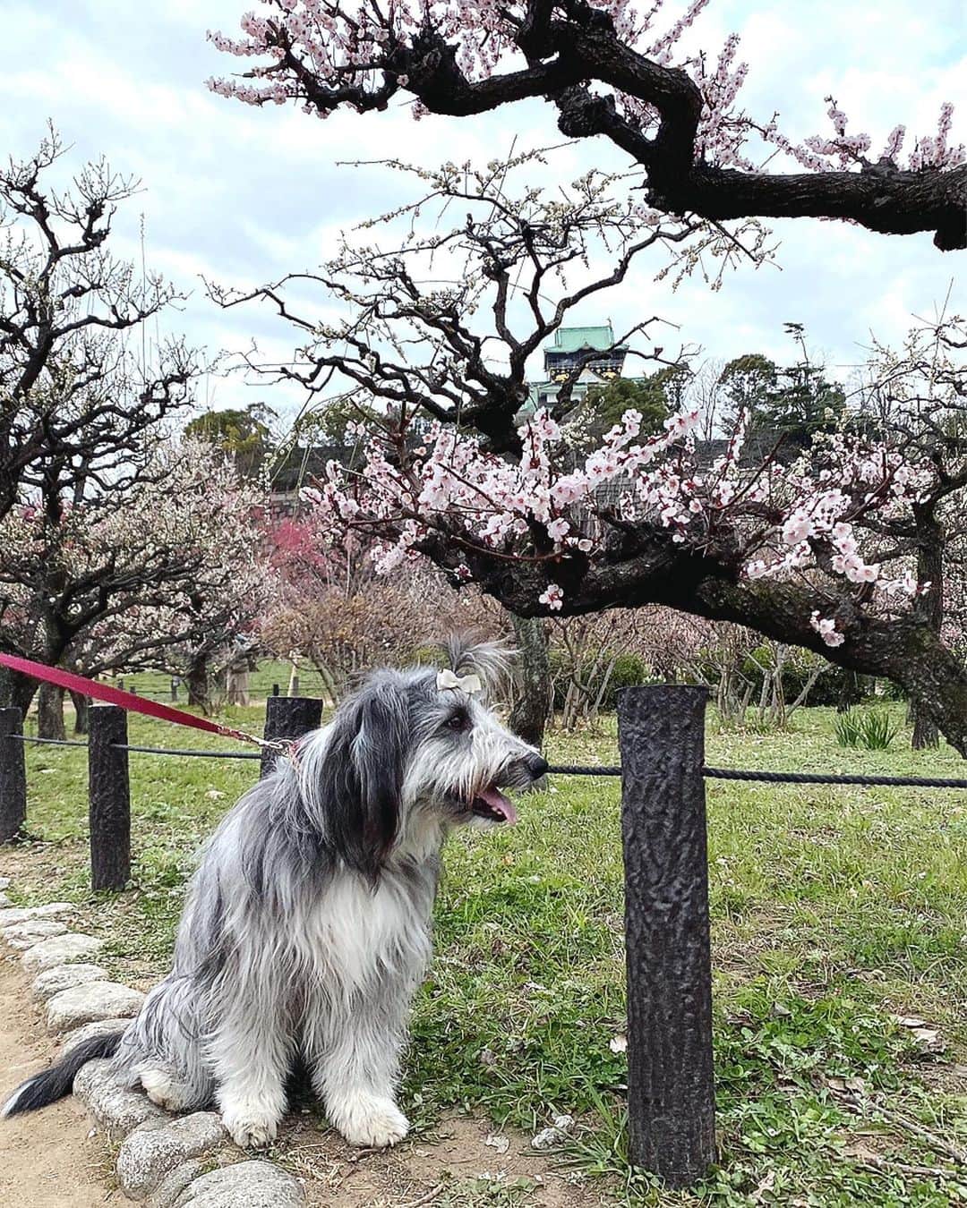 kei515yuさんのインスタグラム写真 - (kei515yuInstagram)「大阪城公園梅林に行ってきました。 梅は満開、もう少し晴れててくれればよかったけど、良い薫りも楽しめてよかったです。  ※行くのどうしようか少しためらっていました。 ここは毎年、悠鼓と訪れていた所、ああそこのベンチでちょんしたな、ここの樹の前でいつも悠鼓が笑っていたんだ… そんな母さんの気持ちを映すかのように曇り空。 それでも朱織さん、ちゃんとお座りして、ちゃんと笑顔をこちらに向けて、騒ぐことなくご機嫌さん。 ありがとね、また君といっぱい思い出を作っていこう。  #ビアデッドコリー #ビアディ #beardedcollie #akaribeardie #beardie #beardedcolliesofinstagram #puppydog #puppygram  #petscorner #insta_animal #dog_ofinstagram #insta_dogs #igdog #topdogphoto #repost_ezyjp #weeklyfluff #dog_features #excellent_dogs #pecoいぬ部」2月28日 14時51分 - kei515yu