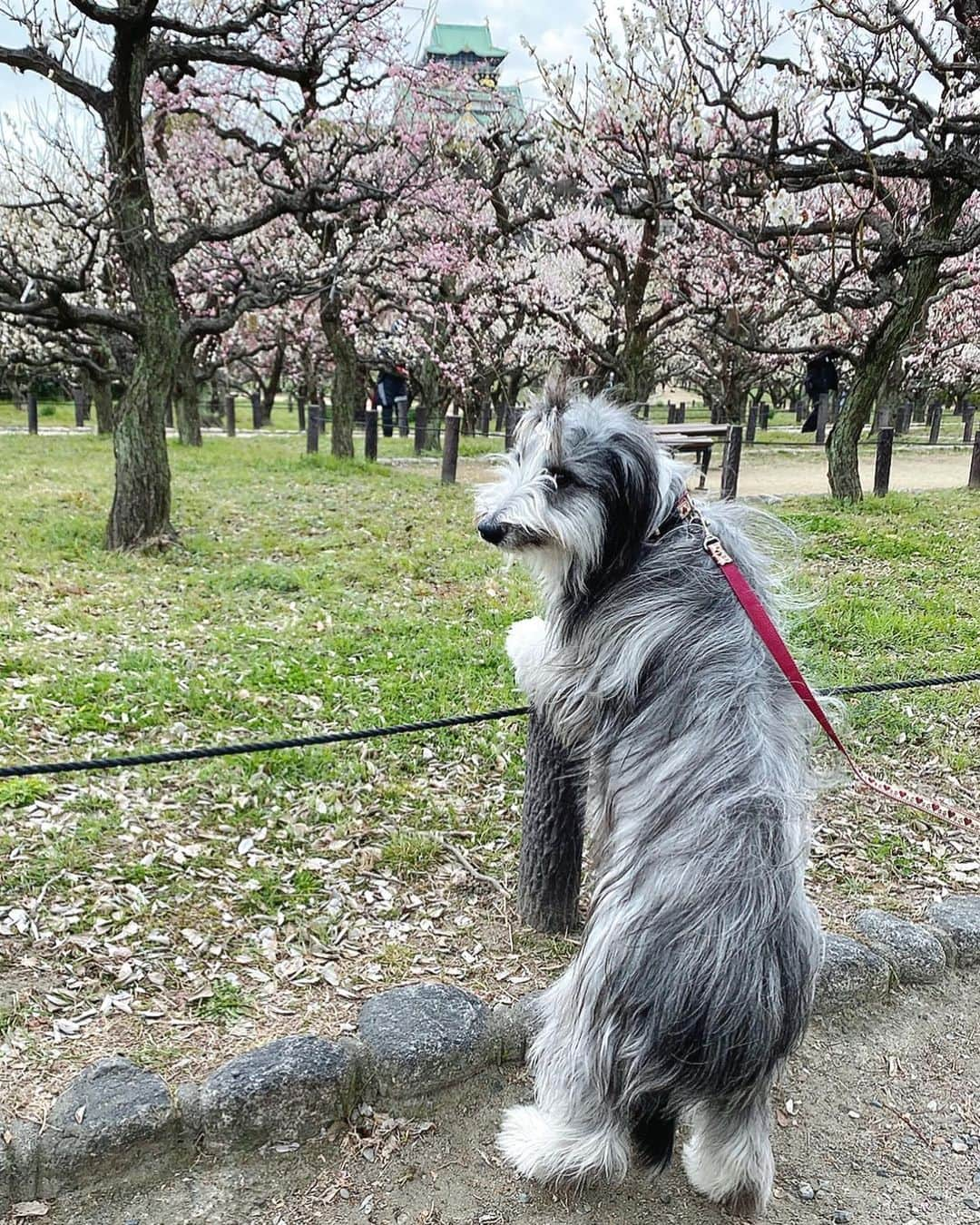 kei515yuさんのインスタグラム写真 - (kei515yuInstagram)「大阪城公園梅林に行ってきました。 梅は満開、もう少し晴れててくれればよかったけど、良い薫りも楽しめてよかったです。  ※行くのどうしようか少しためらっていました。 ここは毎年、悠鼓と訪れていた所、ああそこのベンチでちょんしたな、ここの樹の前でいつも悠鼓が笑っていたんだ… そんな母さんの気持ちを映すかのように曇り空。 それでも朱織さん、ちゃんとお座りして、ちゃんと笑顔をこちらに向けて、騒ぐことなくご機嫌さん。 ありがとね、また君といっぱい思い出を作っていこう。  #ビアデッドコリー #ビアディ #beardedcollie #akaribeardie #beardie #beardedcolliesofinstagram #puppydog #puppygram  #petscorner #insta_animal #dog_ofinstagram #insta_dogs #igdog #topdogphoto #repost_ezyjp #weeklyfluff #dog_features #excellent_dogs #pecoいぬ部」2月28日 14時51分 - kei515yu