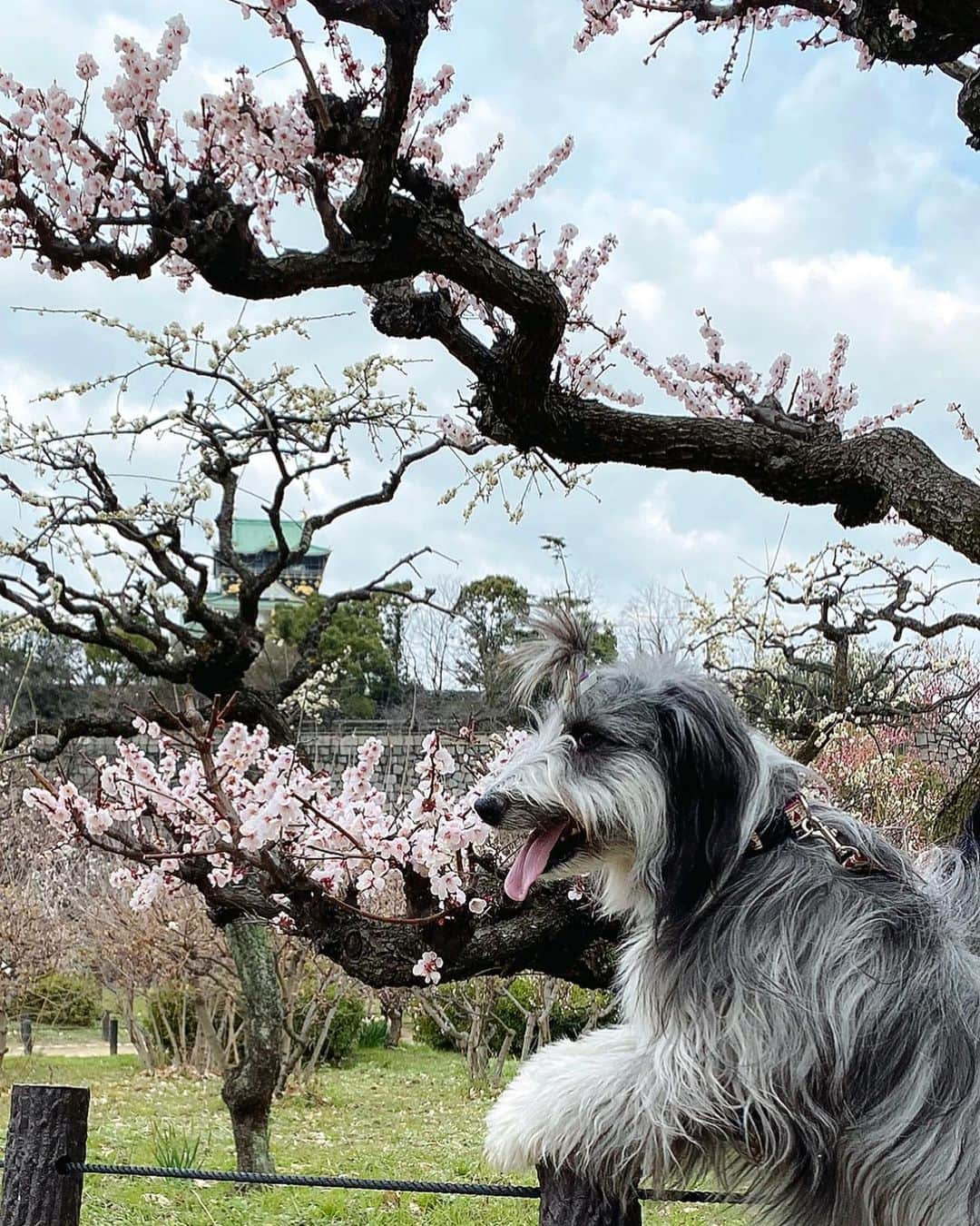 kei515yuさんのインスタグラム写真 - (kei515yuInstagram)「大阪城公園梅林に行ってきました。 梅は満開、もう少し晴れててくれればよかったけど、良い薫りも楽しめてよかったです。  ※行くのどうしようか少しためらっていました。 ここは毎年、悠鼓と訪れていた所、ああそこのベンチでちょんしたな、ここの樹の前でいつも悠鼓が笑っていたんだ… そんな母さんの気持ちを映すかのように曇り空。 それでも朱織さん、ちゃんとお座りして、ちゃんと笑顔をこちらに向けて、騒ぐことなくご機嫌さん。 ありがとね、また君といっぱい思い出を作っていこう。  #ビアデッドコリー #ビアディ #beardedcollie #akaribeardie #beardie #beardedcolliesofinstagram #puppydog #puppygram  #petscorner #insta_animal #dog_ofinstagram #insta_dogs #igdog #topdogphoto #repost_ezyjp #weeklyfluff #dog_features #excellent_dogs #pecoいぬ部」2月28日 14時51分 - kei515yu