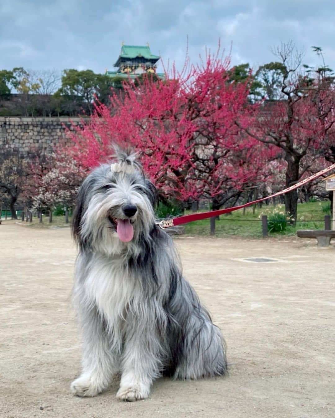 kei515yuさんのインスタグラム写真 - (kei515yuInstagram)「大阪城公園梅林に行ってきました。 梅は満開、もう少し晴れててくれればよかったけど、良い薫りも楽しめてよかったです。  ※行くのどうしようか少しためらっていました。 ここは毎年、悠鼓と訪れていた所、ああそこのベンチでちょんしたな、ここの樹の前でいつも悠鼓が笑っていたんだ… そんな母さんの気持ちを映すかのように曇り空。 それでも朱織さん、ちゃんとお座りして、ちゃんと笑顔をこちらに向けて、騒ぐことなくご機嫌さん。 ありがとね、また君といっぱい思い出を作っていこう。  #ビアデッドコリー #ビアディ #beardedcollie #akaribeardie #beardie #beardedcolliesofinstagram #puppydog #puppygram  #petscorner #insta_animal #dog_ofinstagram #insta_dogs #igdog #topdogphoto #repost_ezyjp #weeklyfluff #dog_features #excellent_dogs #pecoいぬ部」2月28日 14時51分 - kei515yu