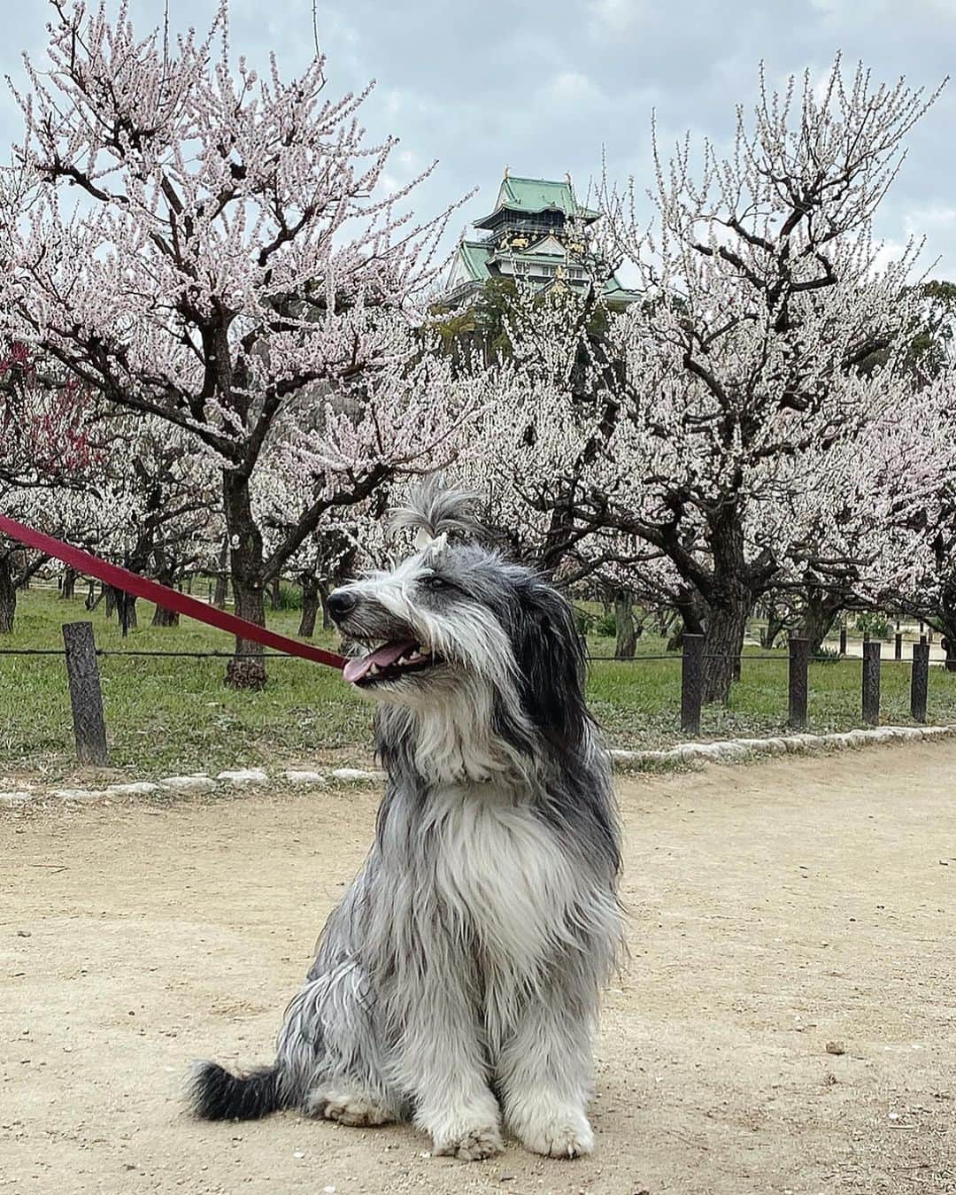 kei515yuさんのインスタグラム写真 - (kei515yuInstagram)「大阪城公園梅林に行ってきました。 梅は満開、もう少し晴れててくれればよかったけど、良い薫りも楽しめてよかったです。  ※行くのどうしようか少しためらっていました。 ここは毎年、悠鼓と訪れていた所、ああそこのベンチでちょんしたな、ここの樹の前でいつも悠鼓が笑っていたんだ… そんな母さんの気持ちを映すかのように曇り空。 それでも朱織さん、ちゃんとお座りして、ちゃんと笑顔をこちらに向けて、騒ぐことなくご機嫌さん。 ありがとね、また君といっぱい思い出を作っていこう。  #ビアデッドコリー #ビアディ #beardedcollie #akaribeardie #beardie #beardedcolliesofinstagram #puppydog #puppygram  #petscorner #insta_animal #dog_ofinstagram #insta_dogs #igdog #topdogphoto #repost_ezyjp #weeklyfluff #dog_features #excellent_dogs #pecoいぬ部」2月28日 14時51分 - kei515yu