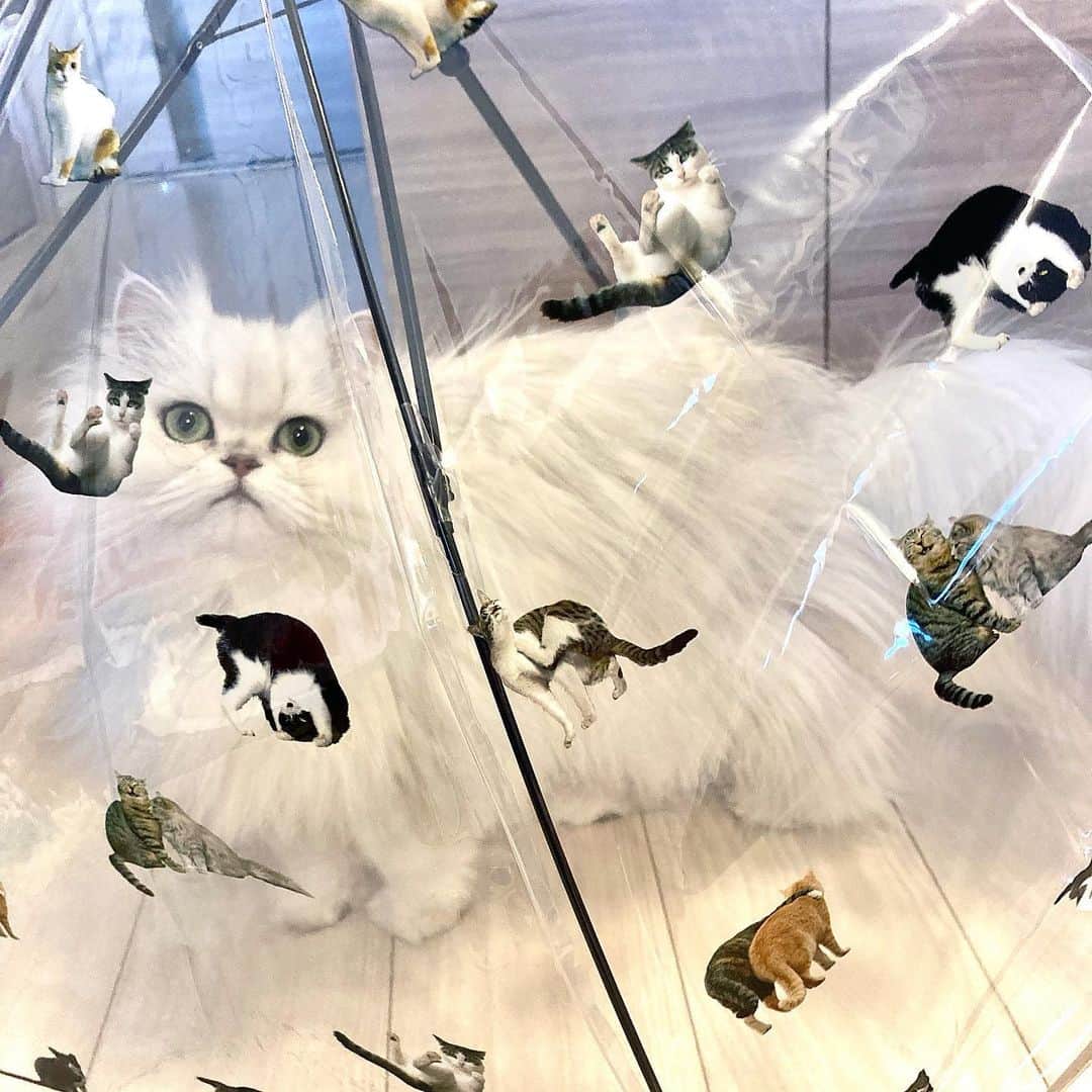 manami☺︎satoさんのインスタグラム写真 - (manami☺︎satoInstagram)「・ 猫ちゃんが全面に！💕  こちらの傘は、Wpc.さんの 『UMBRE NYAN』🐈☂️  (なんて可愛いネーミングなの😍) @wpc_official   猫写真家の沖昌之さんとのコラボ商品です🐈‍⬛✨  憂鬱な雨の日も幸せな気持ちになれちゃう*ˊᵕˋ* 私のはベージュで、他にブラックとピンクもあります。  ふぅたんも興味津々で、しまいには傘の中でくつろい でいました😂 ^ↀᴥↀ^ﾆｬｶﾏｶﾞｲｯﾊﾟｲｲﾙﾆｬ🎵  ▫️収益の一部は動物保護財団に寄与されるので、 チャリティーに参加できる面も🙆‍♀️  #wpc #wpc傘 #傘 #沖昌之  #シマホネコダスケ  #小悪魔ふぅちゃん #チンチラシルバー#猫#ねこ#ふわもこ部#ねこのいる生活#ねこすたぐらむ#猫好きさんと繋がりたい#ペルシャ#猫のいる暮らし#냥스타그램#貓 #貓星人 #KATZE#ilovecats#meaw#kot#catlifestylechile #koty#cat#cats#instacat#catstagram#catsofinstagrams #catlife」2月28日 14時58分 - fuwari_kinaco