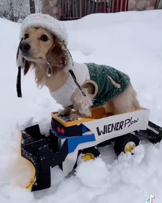 Crusoe the Celebrity Dachshundのインスタグラム：「“Work smarter, not harder, and get your sister to do your chores! 😉😝” ~ Crusoe」