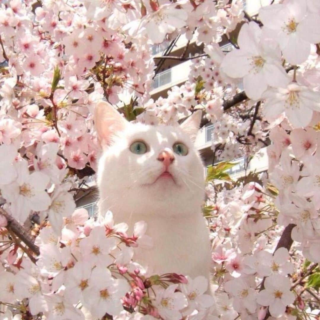 ポール&ジョーさんのインスタグラム写真 - (ポール&ジョーInstagram)「Waiting for spring and cherry blossom 🌸⁠ -⁠ #PaulandJoe #Spring #Flowers #Cherry #Sakura #Cat #Catstagram #Catlover」3月1日 2時01分 - paulandjoeparis