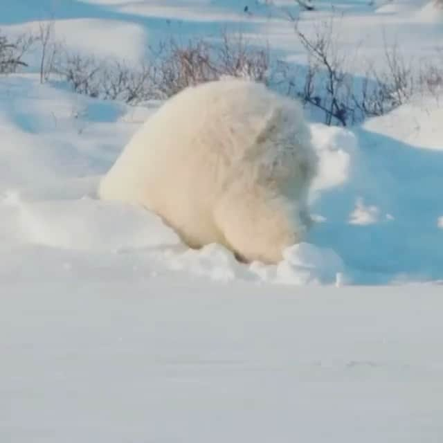 エイミー・セダリスのインスタグラム