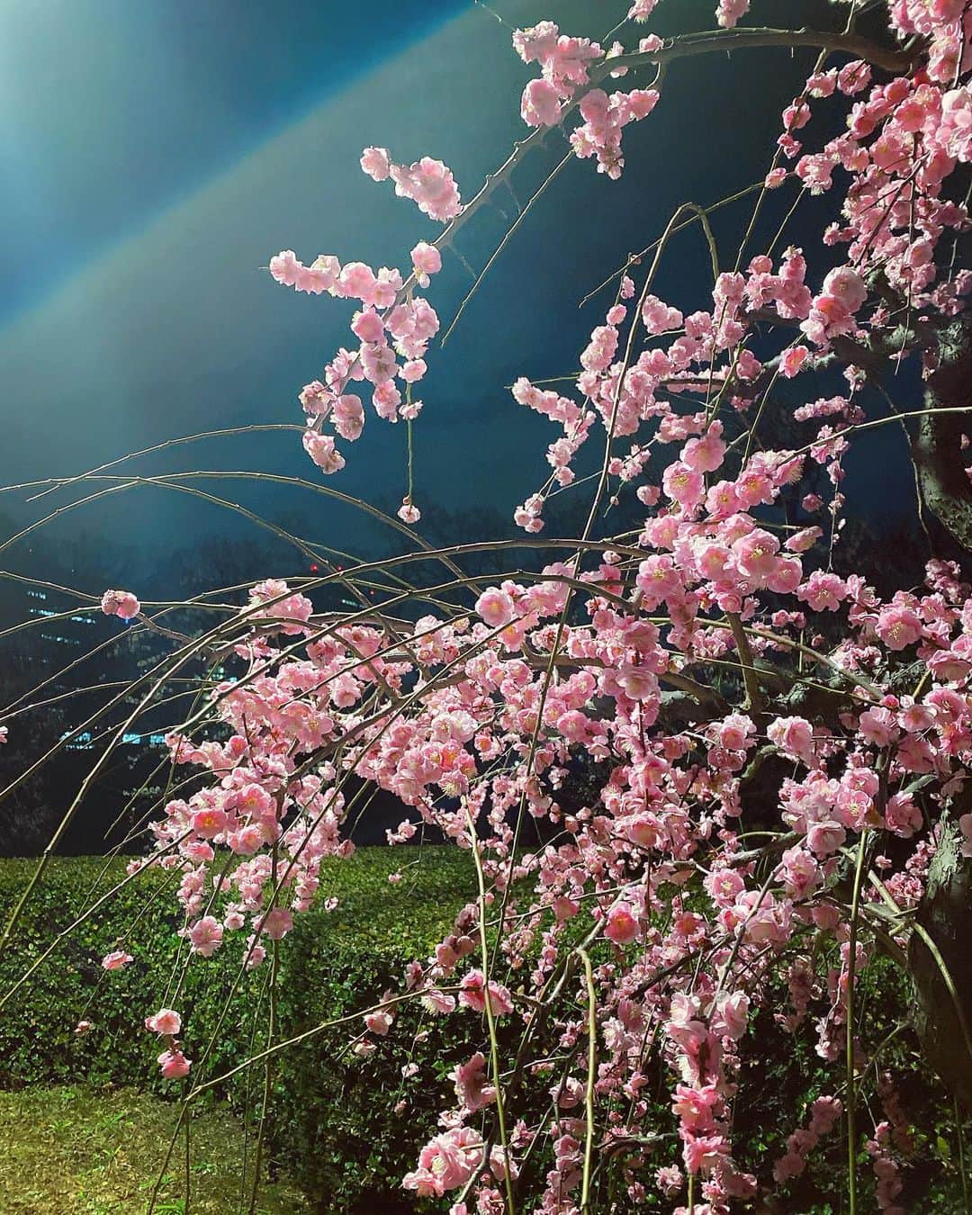 森川侑美さんのインスタグラム写真 - (森川侑美Instagram)「#3月 ３は変化と創造を表す数字。 まさにその通りの月になりますように🌸」3月1日 0時46分 - yumi.morikawa322