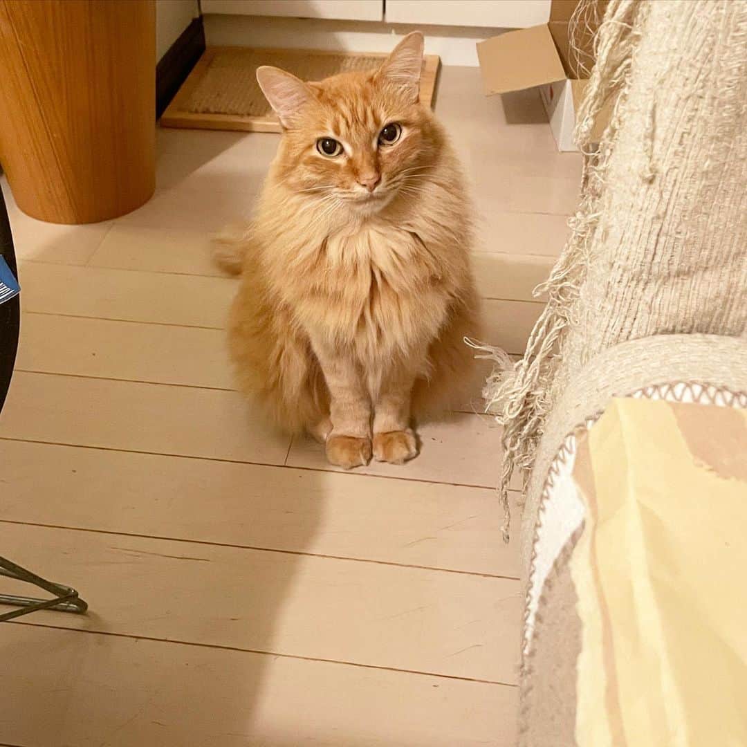 猫沢エミのインスタグラム