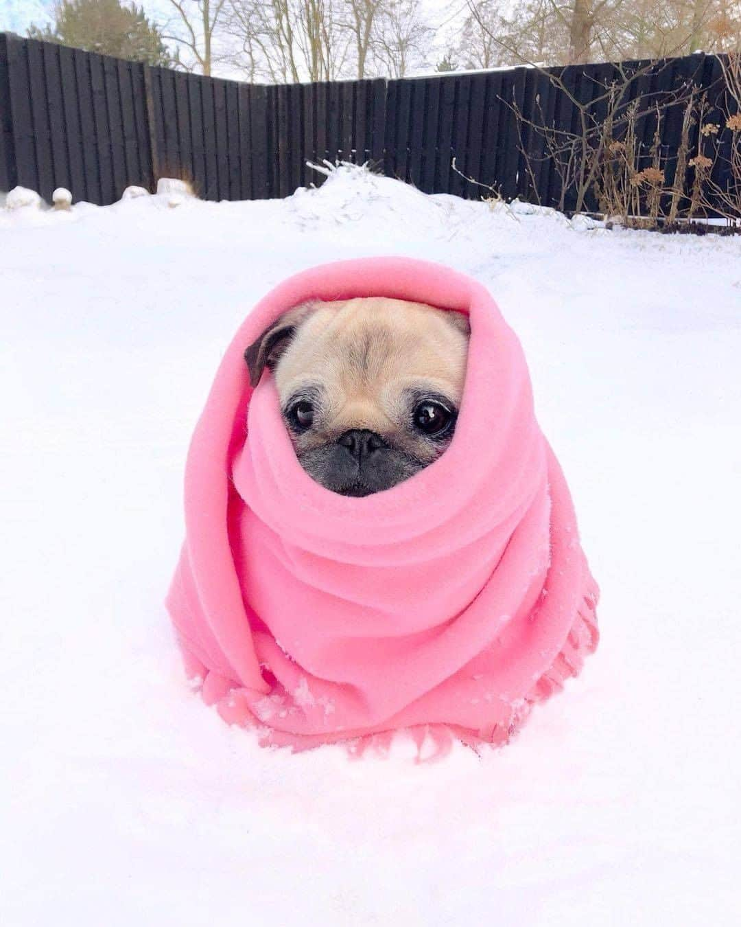 8crapさんのインスタグラム写真 - (8crapInstagram)「Am cold, am a smol pawtato - 📷 @pugloulou - #barked #dog #doggo #Pug」3月1日 1時00分 - barked