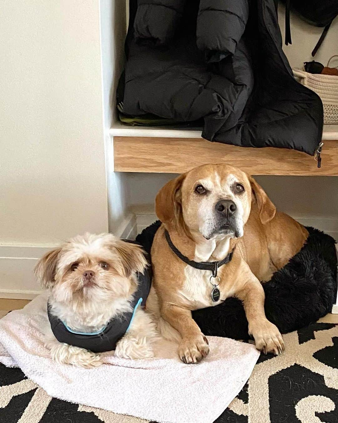 デイブ・クーリエのインスタグラム：「I know everyone thinks their own dogs are the cutest, but come on, Ziggy and Shorty have the two cutest faces in the world. @melissacoulier #cutitout #doglove #dogsofinstagram」