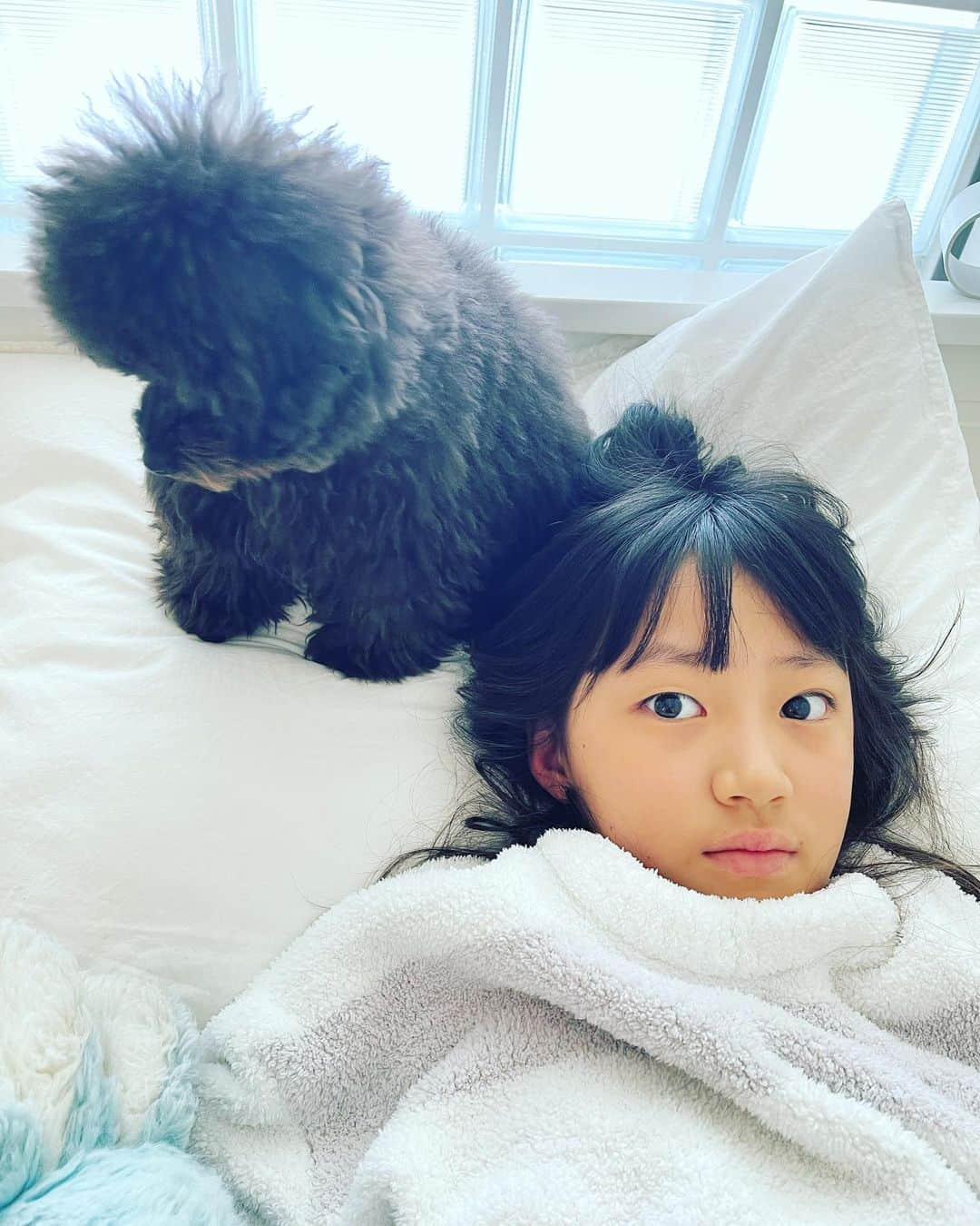 小林三江子さんのインスタグラム写真 - (小林三江子Instagram)「仲良し❤️ @tanstagram44   #mydeariris #イリタン  #tan_44  #toypoodle #toypoodleblack #fluffydog  #仲良し #姉妹」3月1日 1時44分 - mieko_kobayashi