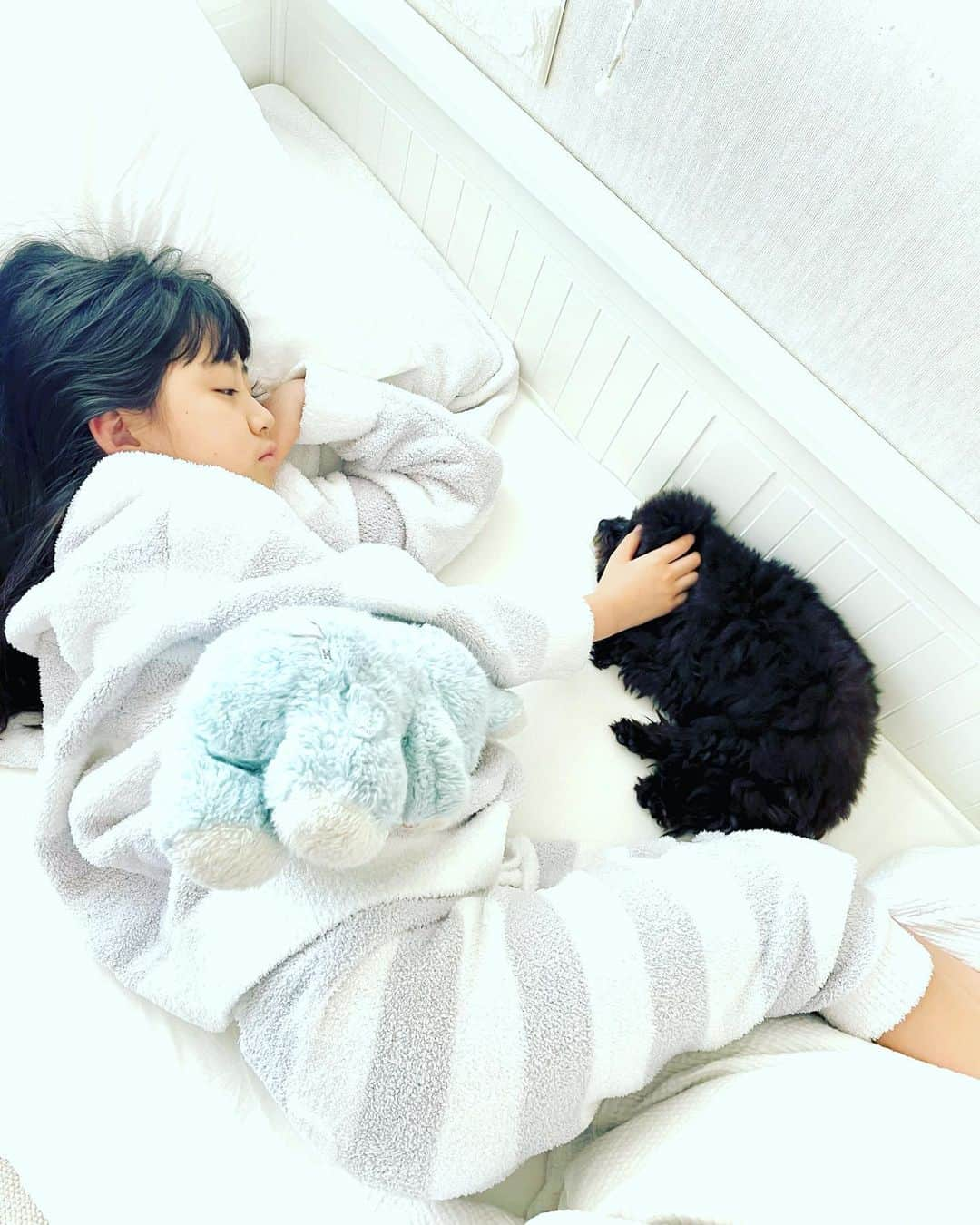 小林三江子さんのインスタグラム写真 - (小林三江子Instagram)「仲良し❤️ @tanstagram44   #mydeariris #イリタン  #tan_44  #toypoodle #toypoodleblack #fluffydog  #仲良し #姉妹」3月1日 1時44分 - mieko_kobayashi