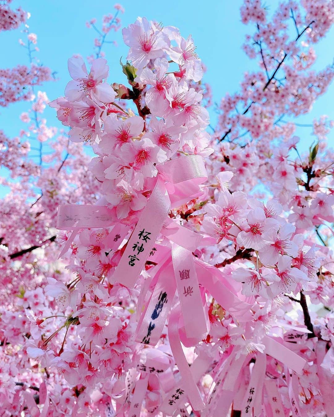 美香さんのインスタグラム写真 - (美香Instagram)「🌸🎀🌸🎀🌸🎀🌸🎀🌸 #桜神社 #河津桜　 #love💗💗💗」2月28日 16時54分 - mikaofficial99