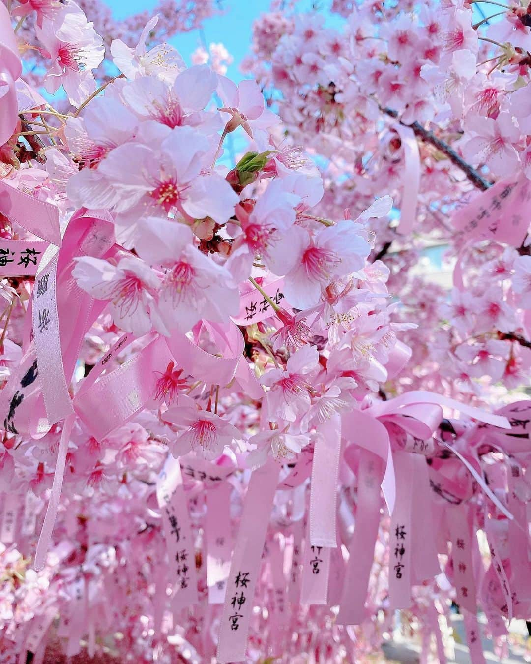 美香さんのインスタグラム写真 - (美香Instagram)「🌸🎀🌸🎀🌸🎀🌸🎀🌸 #桜神社 #河津桜　 #love💗💗💗」2月28日 16時54分 - mikaofficial99