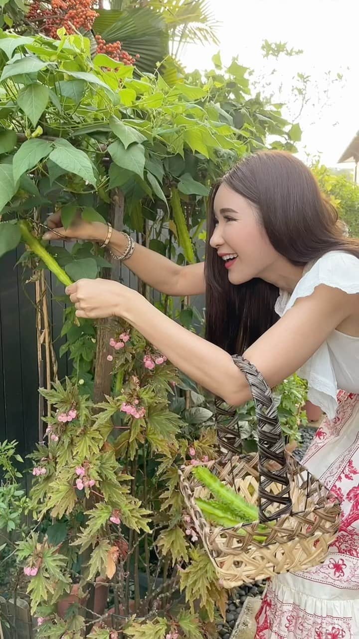 ジェイミー・チュアのインスタグラム：「These winged bean vines are spilling over with pods daily and it’s time for me to start picking them. A little bit of fun fact on these versatile tropical legumes; all parts of this nutrient-rich plant are edible. Leaves can be eaten like spinach, flowers can be used in salads, tubers can be eaten raw or cooked. I personally like to pick them young and eat them raw with a sambal chilli or an Asian flavoured dressing. This four-angled fruit pods are one of the lowest calorie vegetables and contains proteins, folate and a large variety of vitamins so eat your winged bean guys!😄」