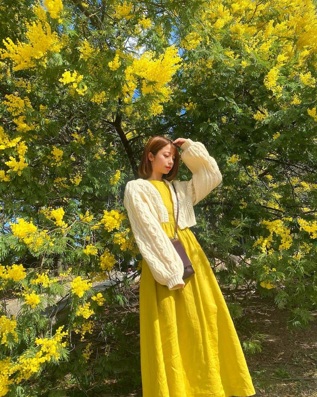 YUMIのインスタグラム：「❁ ミモザが綺麗やった〜！！  ミモザの花言葉は『秘密の恋』だって🤫笑  少しずつ春物のお洋服が 着られるようになってきて嬉しい🕊  今日はお天気も良かったね！！  アビスパの開幕戦に行けなかったのだけが心残り🥲  ミモザシリーズは他にも撮ってもらったから また他のも載せたいな〜😌  #ミモザ#花のある暮らし#福岡 #ワンピース#黄色#ニットカーディガン  #黄色ワンピース #ボブ#ヘアスタイル #publictokyo#福岡カフェ#福岡ランチ #天神カフェ#天神ランチ#春日公園」