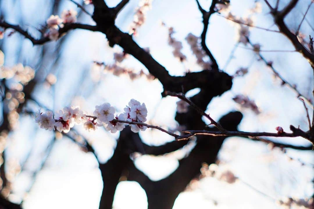 花野じゅりあさんのインスタグラム写真 - (花野じゅりあInstagram)「. アートな書道みたいな白梅  勢いのある幹の線を中心に、手前に繊細な白梅  モダンな雰囲気の写真が好き . . . . . #白梅 #fujifilmxa5 #smctakumar」2月28日 17時50分 - julia.hanano