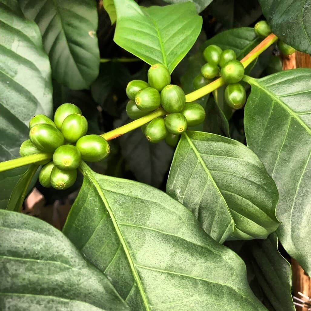 houeicoffeeのグルメインスタ