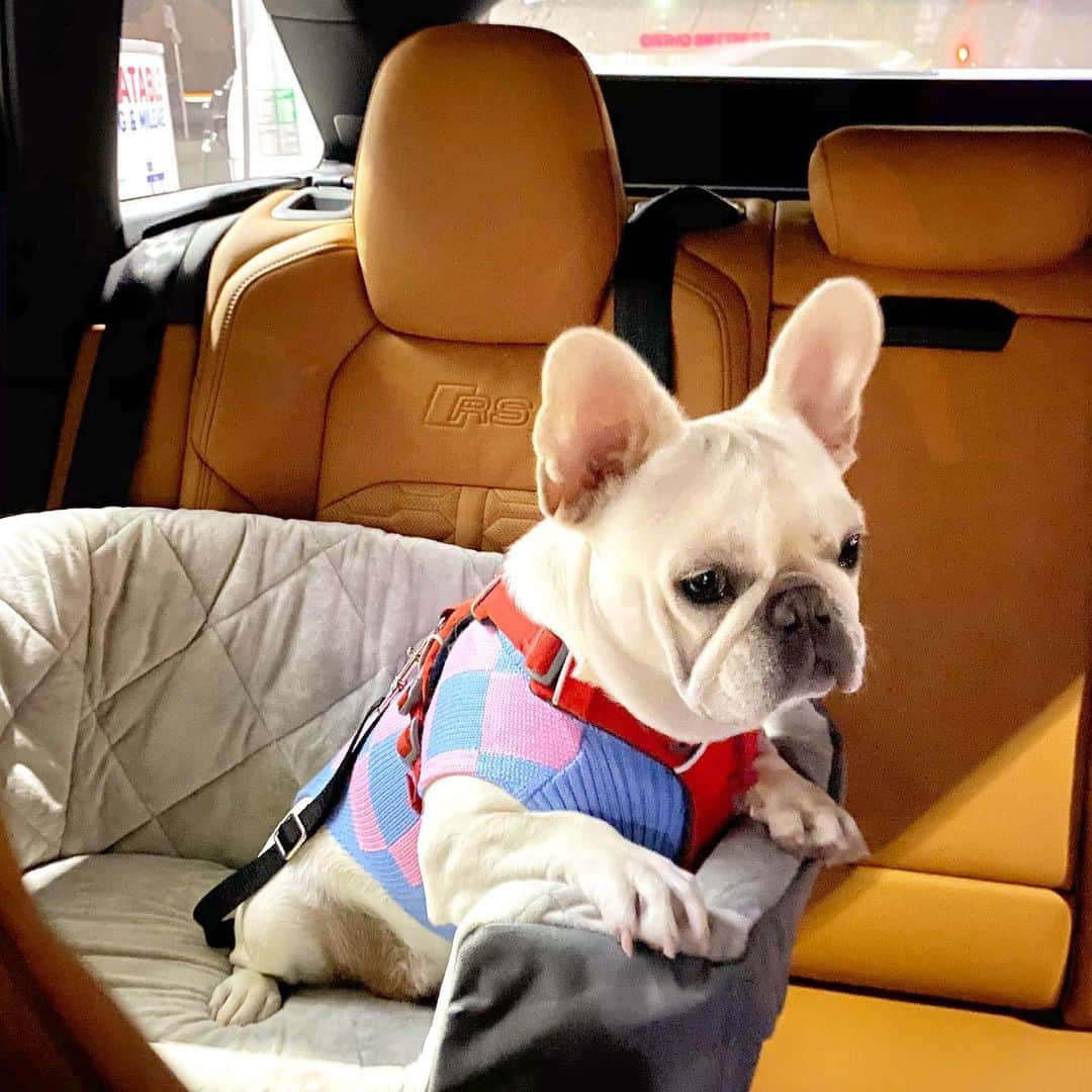 パク・ウンジのインスタグラム：「🐶 오랜만에 빵순이에요. 많이 컸져?   예쁜 옷도 선물 받았다규용 @sooni_bbang」