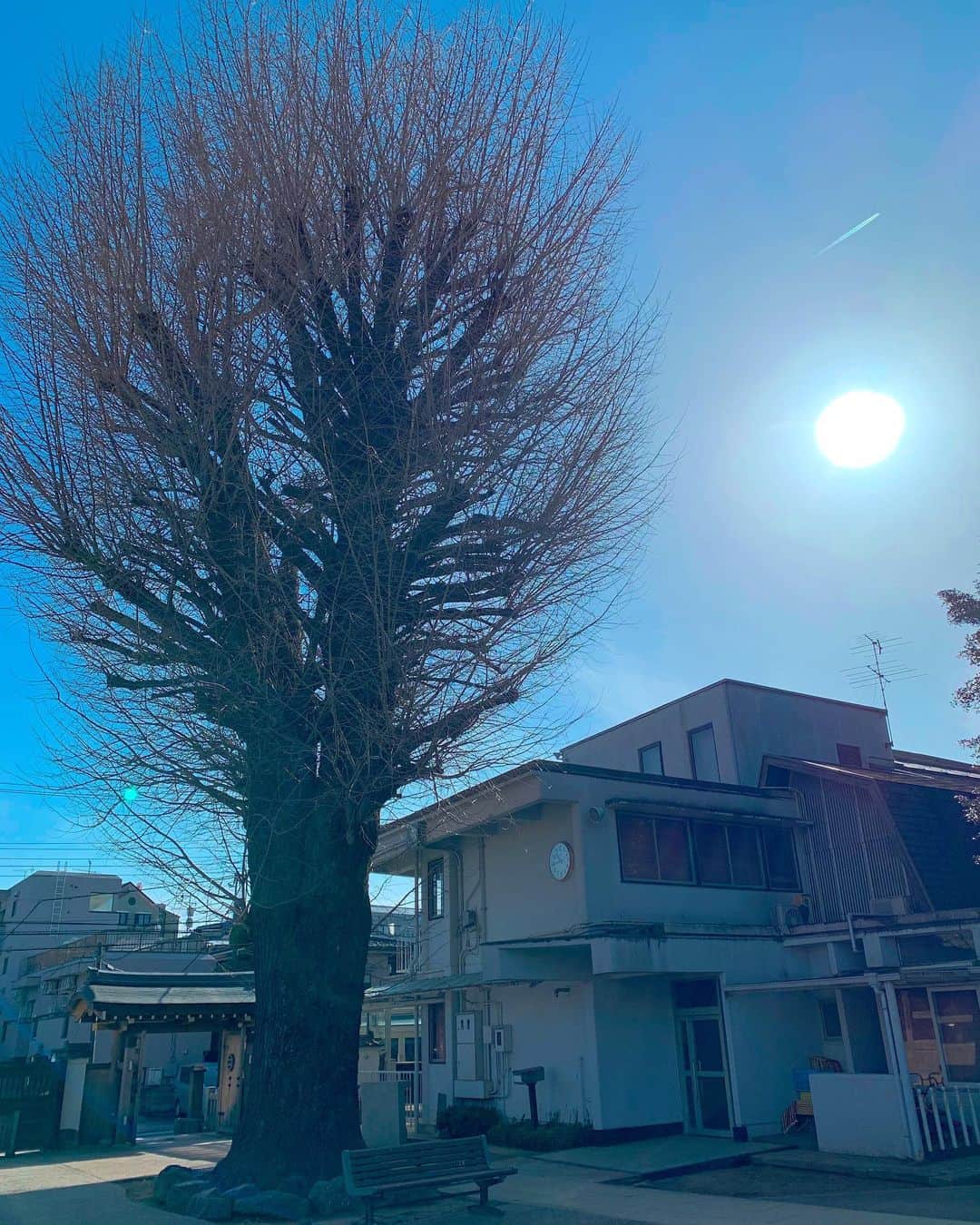 渡邊由貴さんのインスタグラム写真 - (渡邊由貴Instagram)「ロケセットのような木とベンチ❣️ 物語が始まりそう〜🤝  #散歩  #キャンバス　#sunday  #捨て目を利かせて楽しむ #どうでも良いことが楽しい #街のアート #街に自然のアートが存在」2月28日 17時53分 - yukiwatanabe788