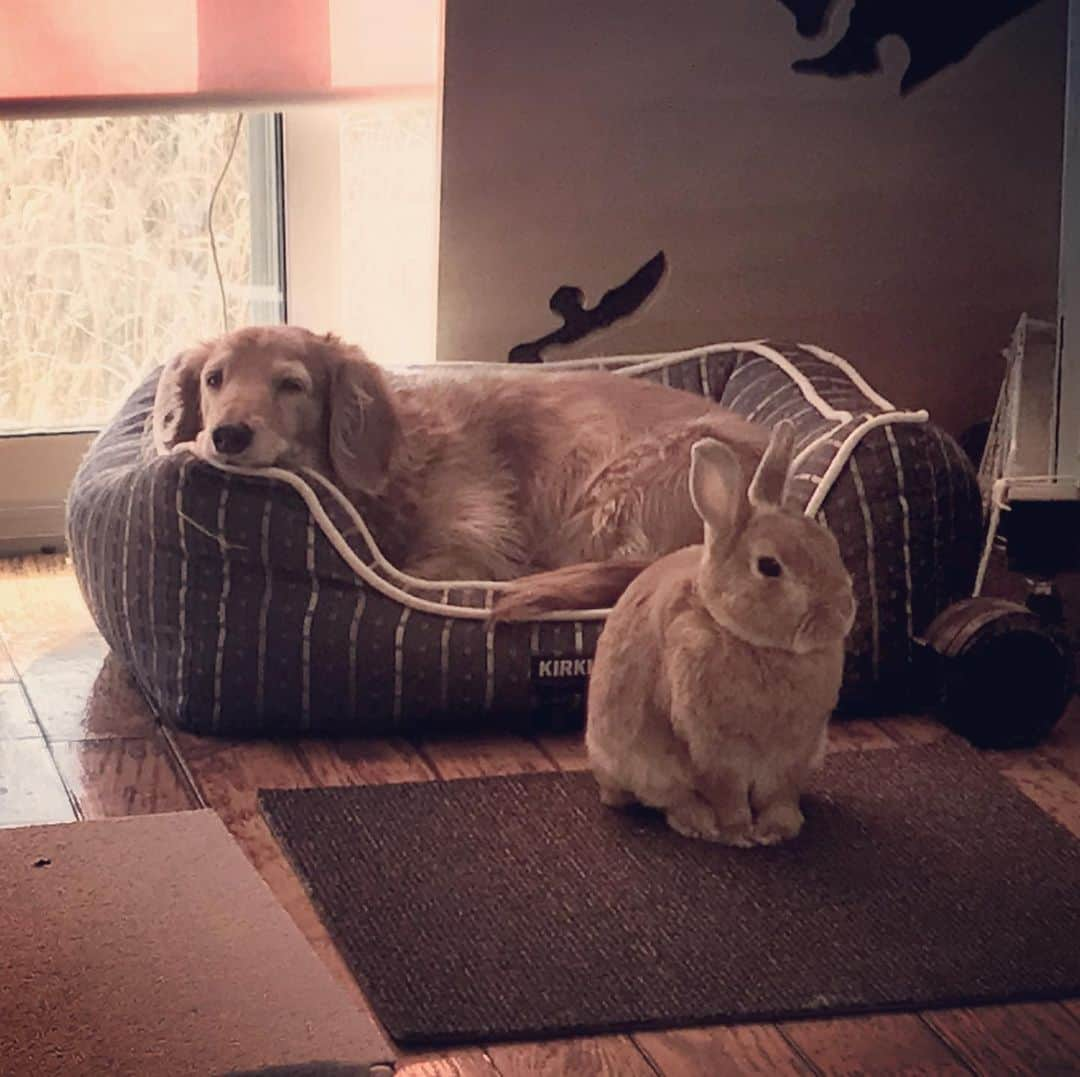 Chieko Shibutaさんのインスタグラム写真 - (Chieko ShibutaInstagram)「たろー🐶&うじゃこ🐰 地方☀️ 本日　朝から　お留守番です🏠🐶🐰 やる気の無い　たろー🐶⤵︎  💕✨🐶🍀🐰✨💕 #わんこの散歩 #dachshund #dachshunds #dachshundlove #dog #dogs #doglove #instadog #instagram #instagood #pet #pets #petsagram #cute #cutepe #cutepet #cutedog #cuteanimals #likes #smile #rabbit #ラビット #ミニュチュア #ミニュチュアダックス  #ミニュチュアダックスフント #うさぎ部 #うさぎ #ダックス #ダックスフンド」2月28日 17時54分 - chieko.81