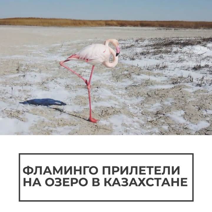 RIAノーボスチのインスタグラム：「Житель Казахстана запечатлел удивительные кадры. Фламинго прилетели на озеро Караколь под конец зимы, хотя обычно они появляются здесь в начале весны. От этого розового "облака" невозможно оторвать взгляд 😍」