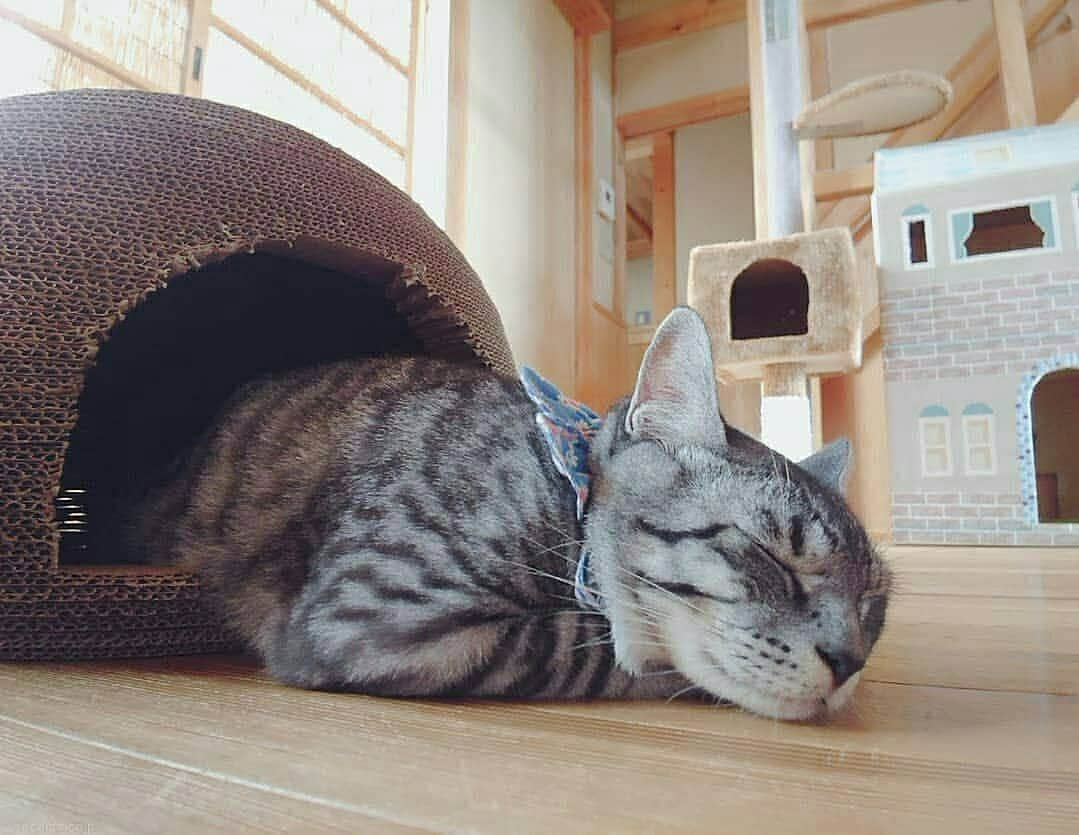 猫壱（ねこいち•ネコイチ）さんのインスタグラム写真 - (猫壱（ねこいち•ネコイチ）Instagram)「▫︎ 【#猫のくらデー　】  愛しの後ろ頭❤️  #前から見ても可愛いけど #後ろ姿も愛しい❤️   :::::::::#猫壱 ::::::: 猫壱は猫と人との暮らしの向上を目指して猫グッズの開発に取り組んでいます♪ ▫ 猫のくらは販売後すぐに完売が続いていましたが、ようやく供給も安定したので、この土日は 過去に紹介した#猫のくら の可愛いお写真を連続でご紹介中❤︎ 気になる方は @necoichicojp をチェックしてみてくださいね！ ▫ ▫ 【Special thank-you @megumi6575 💕💕💕💕】」2月28日 17時57分 - necoichicojp