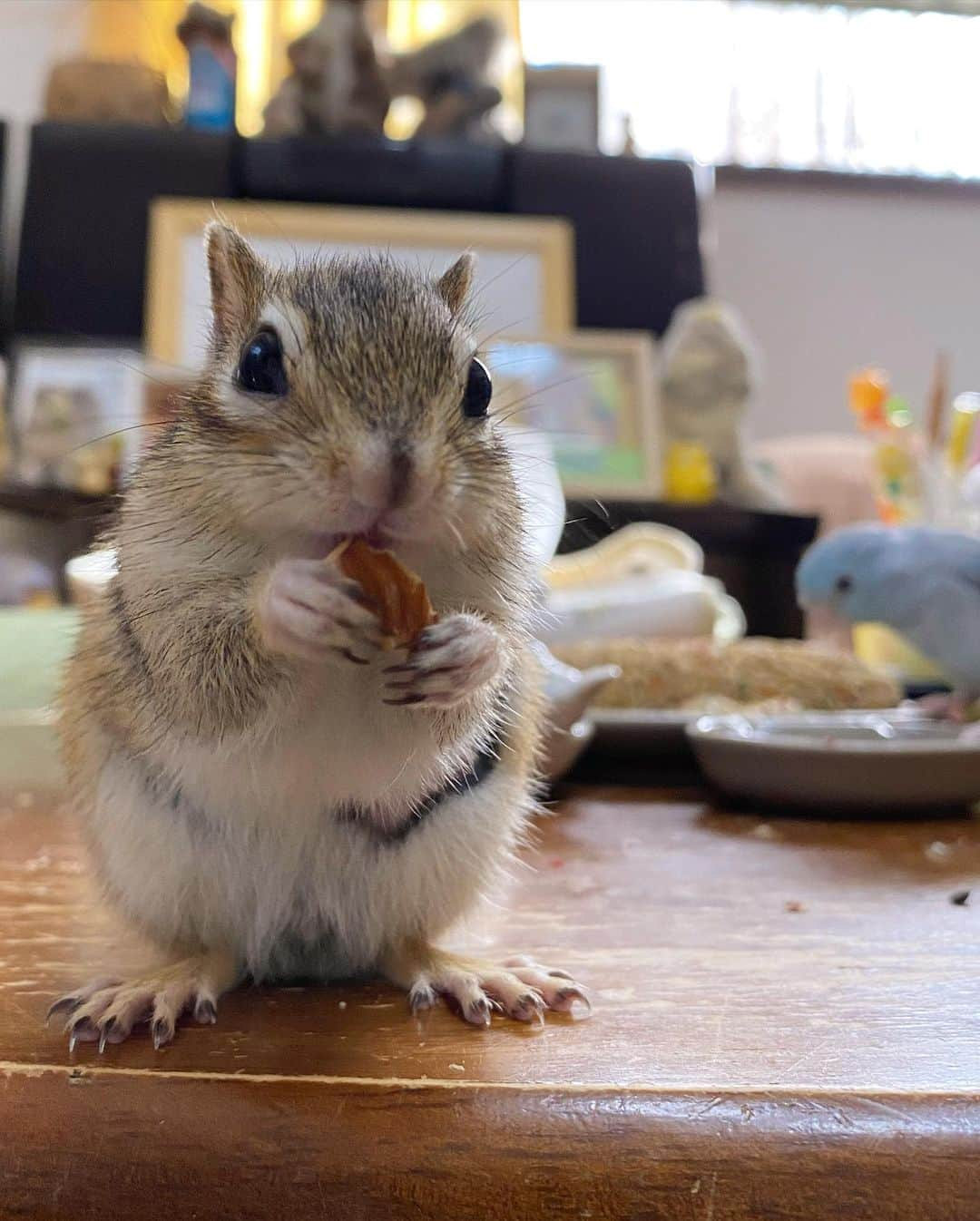 peace_0322さんのインスタグラム写真 - (peace_0322Instagram)「#リス#シマリス#インコ#マメルリハインコ#ふわもこ部 ひよりん・瑠璃ちゃんただいま😊 今日は仕事が珍しく早く終わった🙌 部屋んぽ💨嬉しそうだね☺️」2月28日 18時08分 - peace_0322