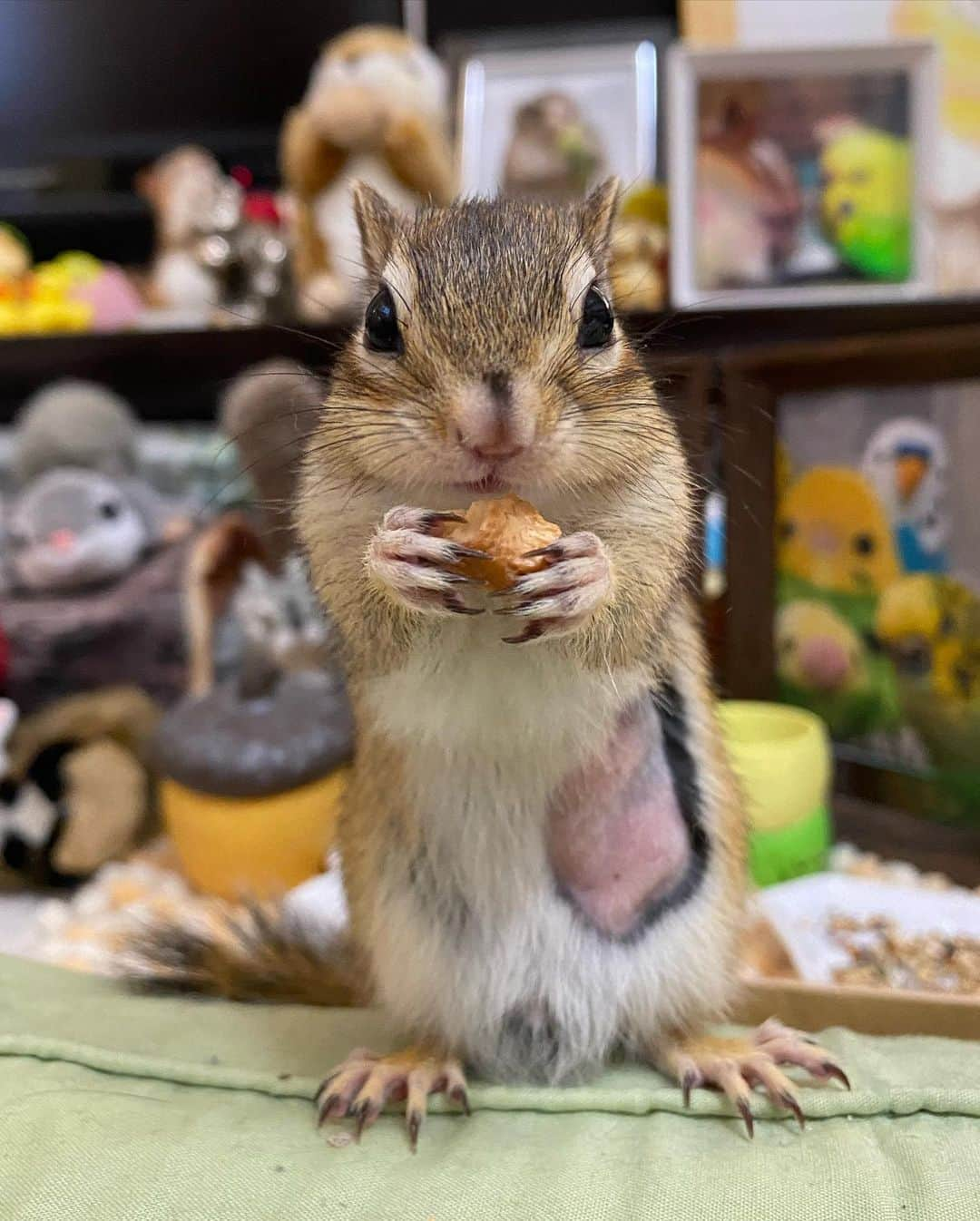 peace_0322さんのインスタグラム写真 - (peace_0322Instagram)「#リス#シマリス#インコ#マメルリハインコ#ふわもこ部 ひよりん・瑠璃ちゃんただいま😊 今日は仕事が珍しく早く終わった🙌 部屋んぽ💨嬉しそうだね☺️」2月28日 18時08分 - peace_0322