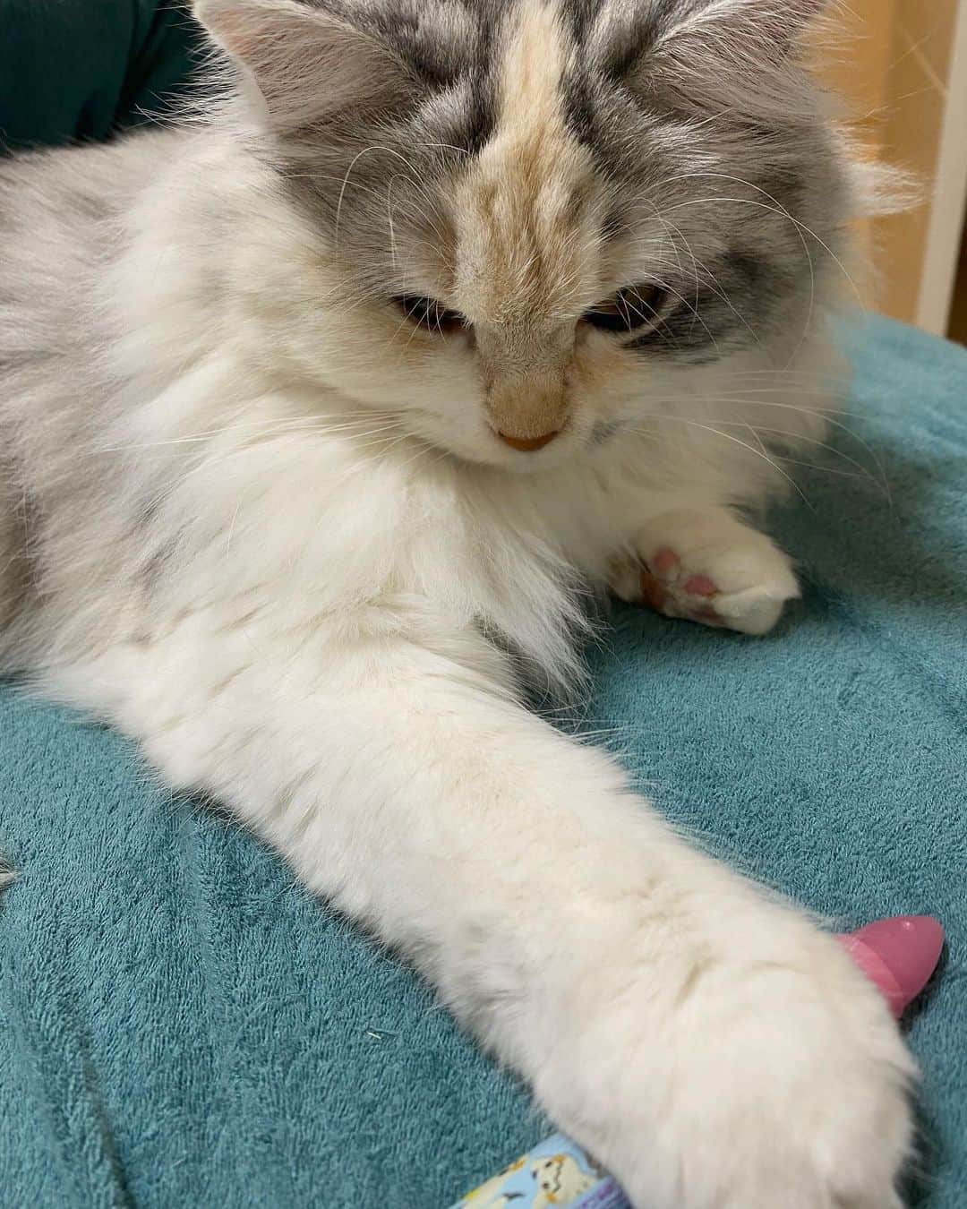 桜咲千依のインスタグラム：「返してくれない。 #猫 #マンチカン #ほたて」
