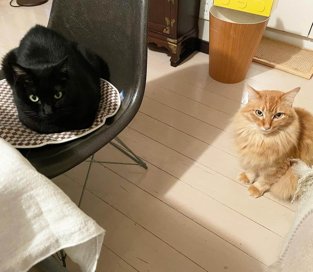 猫沢エミのインスタグラム