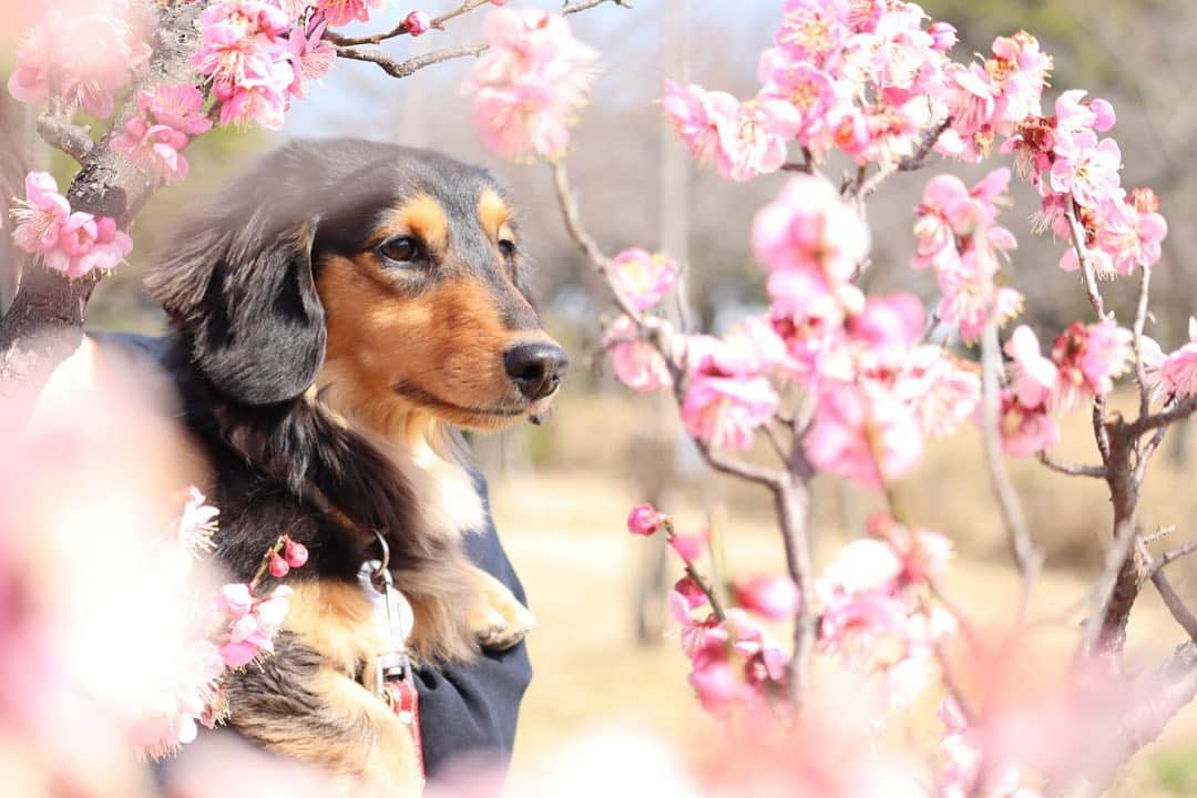 ❃ren❃のインスタグラム：「いつも行く公園の梅の花とまた写真撮ってきました𓂃◌𓈒𓐍 こっちゃん、相変わらず目線くれません˘-˘  * いつも見ていただきありがとうございます◡̈❤︎ *  。・。・。・。・。・。・。・。 * #お散歩pic #親バカpic #真顔犬 #目線くれません #うちのモデル犬 #琥珀#こはく#こっちゃん#暴れん坊#ビビリ犬#ブラックタンダックス#ダックス#ミニチュアダックス#ミニチュアダックスフンド#短足部#チームぶさ顔#わんこ写真#dog#dachshund  #レオン大好きだよ」