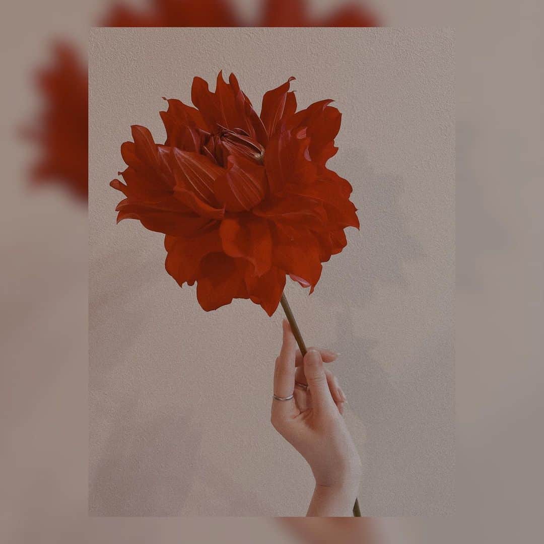 黒田瑞貴のインスタグラム：「❤️ #dahliaflower #dahlia  #instalike #flower #flowerstagram」