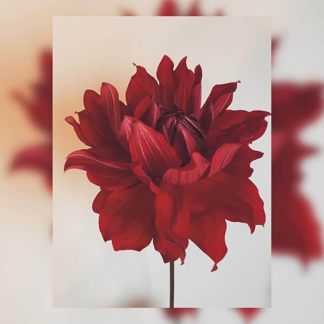 黒田瑞貴さんのインスタグラム写真 - (黒田瑞貴Instagram)「❤️ #dahliaflower #dahlia  #instalike #flower #flowerstagram」2月28日 18時27分 - kurodamizuki_