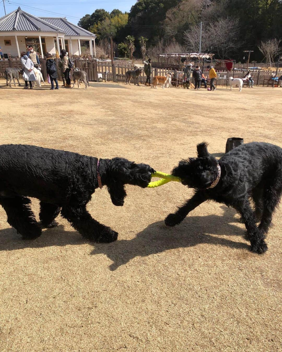 しなしさとこさんのインスタグラム写真 - (しなしさとこInstagram)「. . RAMBER Dog Field② ジャイアントはバロン、 ロレット、ジャイの4頭🐕 バロンと定番の引っ張りっこ。 みんな遊んでくれありがと🌸 . .  #しなしさとこ #satokoshinashi #格闘技 #女子格闘技 #ジョシカク#黒シュナ #giantschnauzer #ジャイアントシュナウザー #シュナウザー #schnauzerworld #1歳犬 #シュナスタグラム #犬プール #ドッグラン #ドッグランプール #ドッグカフェ#大型犬のいる生活 #大型犬のいる生活#ramberdogfield #rambercafe#ランバードッグフィールド#しなしさくらお嬢」2月28日 18時28分 - shinashisatoko