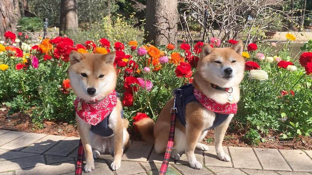 豆柴 サニーちゃんさんのインスタグラム写真 - (豆柴 サニーちゃんInstagram)「. . HELLO〜こんばんわん🐻🐶💐 . こないだハンバーガー食べた帰りに フラリエに寄ったよ💐 . カラフルで綺麗なお花可愛い〜💐 女の子ってお花に囲まれるだけて 幸せで癒されるのよね〜🐻🐶💕 . ぞうさんの親子も可愛かった🐘んだけど ラムちゃんはビビって近づけなかったよ〜😆 . . #さにらむお出かけ #フラリエ #お花かわいい💐 #ぞうさん🐘 #ビビリ犬 . #柴犬#豆柴 #赤柴#豆柴子犬#まめしば#いぬのきもち #サンデイ#サンデイいぬ組#anicas#shiba_snap #shibainu#shiba#mameshiba#shibastagram #9gag#9gagpets#weeklyfluff #豆柴サニーちゃん#豆柴ラムちゃん #さにらむ#さにらむ2021」2月28日 18時43分 - sunny_rei_32