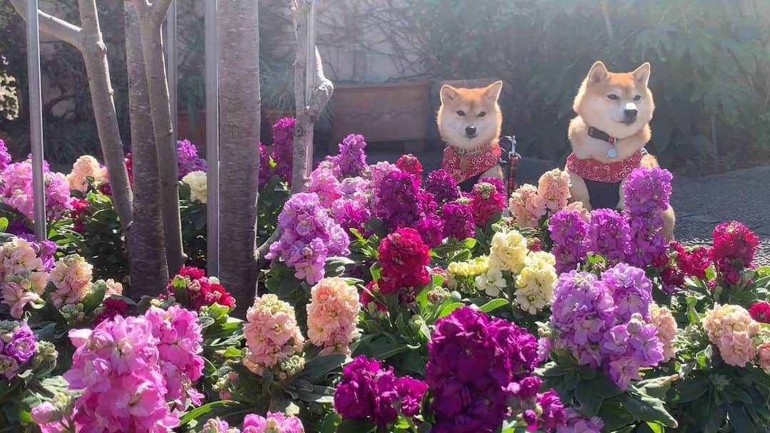 豆柴 サニーちゃんさんのインスタグラム写真 - (豆柴 サニーちゃんInstagram)「. . HELLO〜こんばんわん🐻🐶💐 . こないだハンバーガー食べた帰りに フラリエに寄ったよ💐 . カラフルで綺麗なお花可愛い〜💐 女の子ってお花に囲まれるだけて 幸せで癒されるのよね〜🐻🐶💕 . ぞうさんの親子も可愛かった🐘んだけど ラムちゃんはビビって近づけなかったよ〜😆 . . #さにらむお出かけ #フラリエ #お花かわいい💐 #ぞうさん🐘 #ビビリ犬 . #柴犬#豆柴 #赤柴#豆柴子犬#まめしば#いぬのきもち #サンデイ#サンデイいぬ組#anicas#shiba_snap #shibainu#shiba#mameshiba#shibastagram #9gag#9gagpets#weeklyfluff #豆柴サニーちゃん#豆柴ラムちゃん #さにらむ#さにらむ2021」2月28日 18時43分 - sunny_rei_32