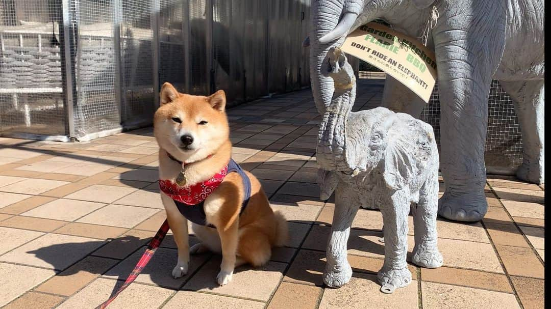 豆柴 サニーちゃんさんのインスタグラム写真 - (豆柴 サニーちゃんInstagram)「. . HELLO〜こんばんわん🐻🐶💐 . こないだハンバーガー食べた帰りに フラリエに寄ったよ💐 . カラフルで綺麗なお花可愛い〜💐 女の子ってお花に囲まれるだけて 幸せで癒されるのよね〜🐻🐶💕 . ぞうさんの親子も可愛かった🐘んだけど ラムちゃんはビビって近づけなかったよ〜😆 . . #さにらむお出かけ #フラリエ #お花かわいい💐 #ぞうさん🐘 #ビビリ犬 . #柴犬#豆柴 #赤柴#豆柴子犬#まめしば#いぬのきもち #サンデイ#サンデイいぬ組#anicas#shiba_snap #shibainu#shiba#mameshiba#shibastagram #9gag#9gagpets#weeklyfluff #豆柴サニーちゃん#豆柴ラムちゃん #さにらむ#さにらむ2021」2月28日 18時43分 - sunny_rei_32