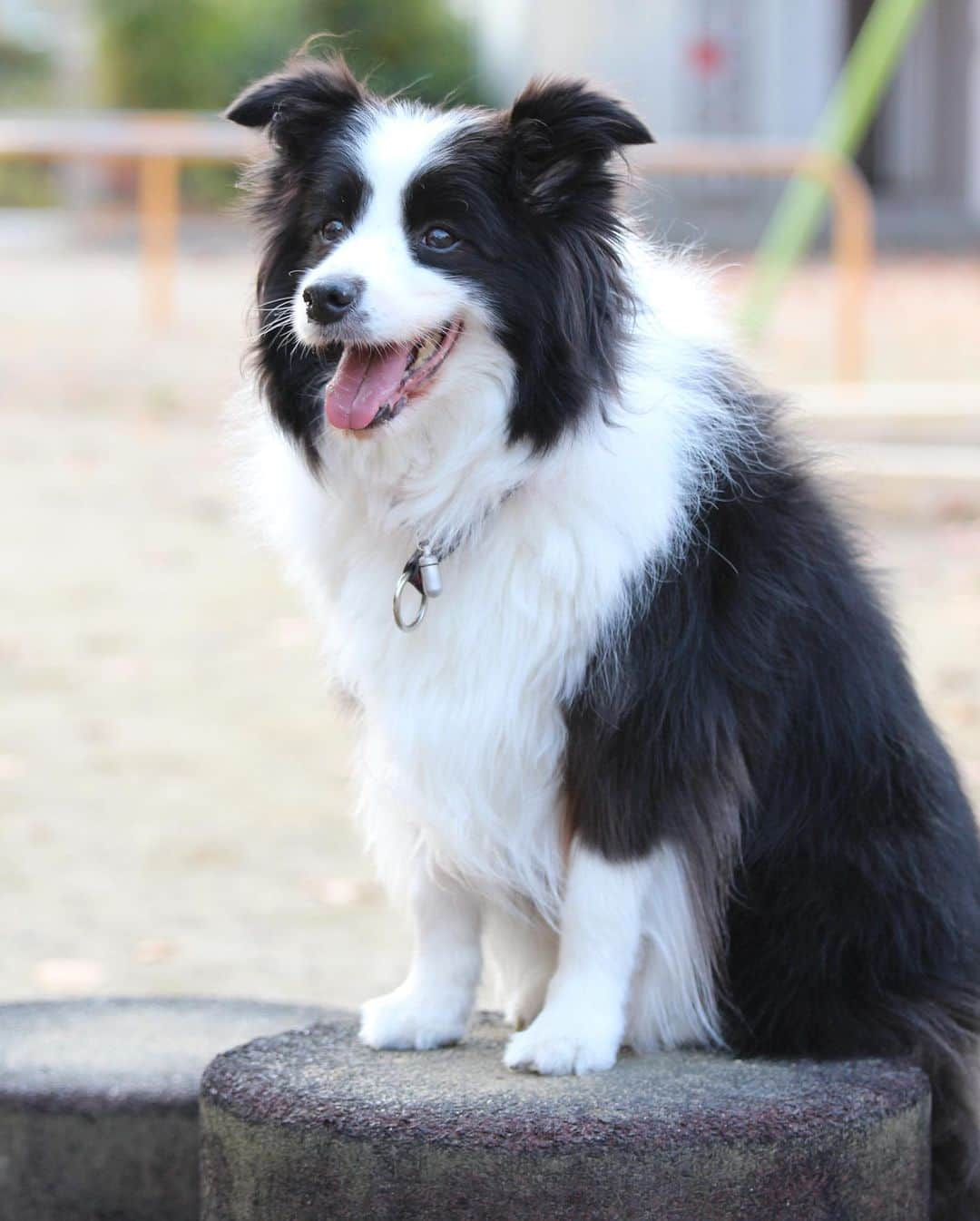 犬バカ部宣伝部長さんのインスタグラム写真 - (犬バカ部宣伝部長Instagram)「目が痒い…ぬぬ！？もしかしてコレが花粉症と言うやつか？🥺﻿ そーいやー去年もなってたけど、より痒くなってる😩﻿ 今は爽快系の目薬したら即治るので、症状的には軽いのかも👀﻿ 今の時期ならスギ花粉か…早く終わって欲しい😩﻿ ﻿ #犬バカ部 #ボーダーコリー #bordercollie #dog﻿ #犬 #白黒 #そら #もしかして花粉症？」2月28日 19時00分 - umetaturou