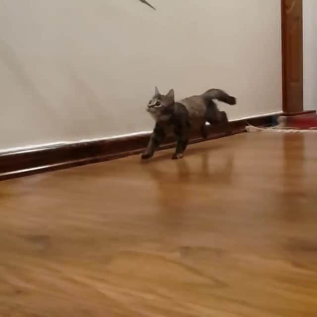 のインスタグラム：「I have to go now my planet needs me⠀ ⠀ 🎥@titakthesiberian⠀ ⠀ Tag #MMGTW get a chance to be featured by @9gag , @meowed and 9GAG Cute⠀⠀⠀⠀⠀⠀⠀⠀ ⠀⠀⠀⠀ #meowed @meowed #MyMeowGotTalentWeek #MyMeowGotTalent #MMGTW #titakthesiberian #wigglewiggle #siberiancat #siberiankitten #adoptedcat #orphankitten」