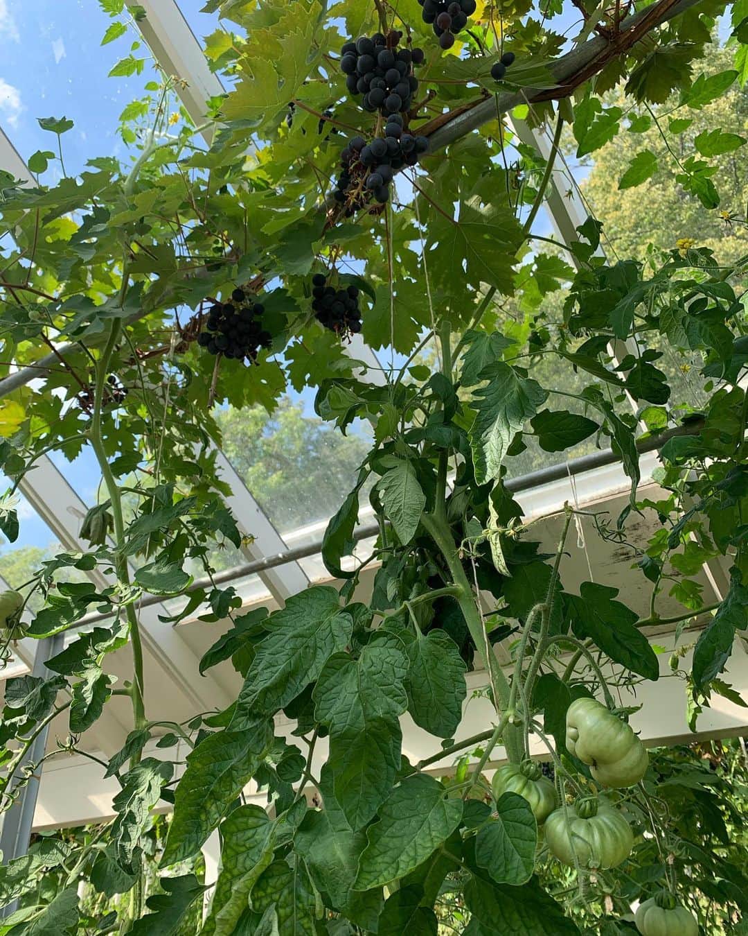 バイティモのインスタグラム：「Greenhouse vibes 🌱 Have a lovely Sunday everyone! #bytimo #youarebeautiful」