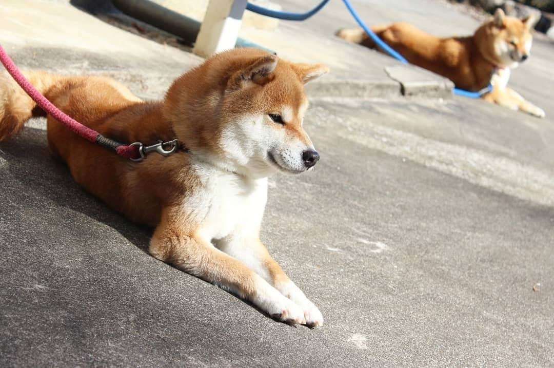 柴犬たま Shibainu Tamaのインスタグラム