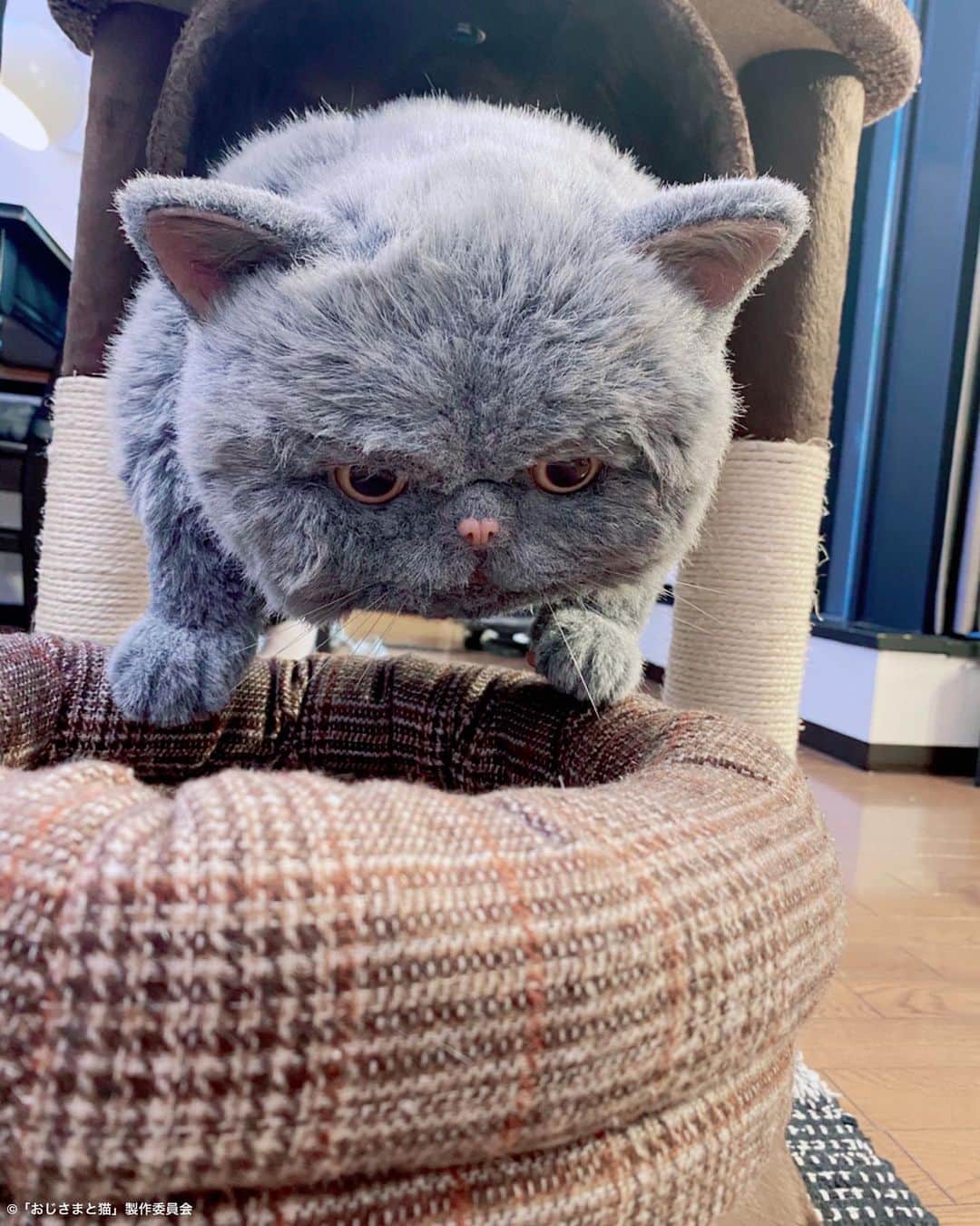 おじさまと猫のインスタグラム：「テレビ北海道のみにゃさん❣️ 今日深夜1時35分〜 #おじさまと猫 第8話放送です🐱✨  夜更かしできそうな方は、 ぜひリアタイでぬくぬくお願いします🤲  写真は躍動感あふれる #マリン🐱🎀 休憩中も元気いっぱいでした☺️  #草刈正雄 #神木隆之介 #小関裕太 #武田玲奈 #平山浩行  #高橋ひとみ #升毅 #松本穂香 #吉澤嘉代子 #阿部真央 #猫 #猫のいる暮らし」