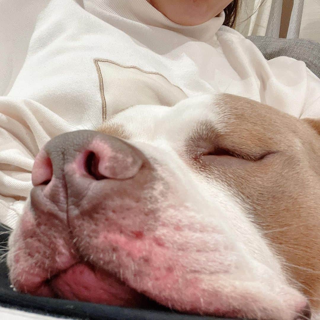 りくのインスタグラム：「膝の上で眠り中です💤可愛いな、、、うちの子最高（親バカです） #ロッキー #アメリカンピットブルテリア #アメリカンピットブル #ピットブル #犬 #犬のいる暮らし #可愛い #お昼寝 #親バカ部」