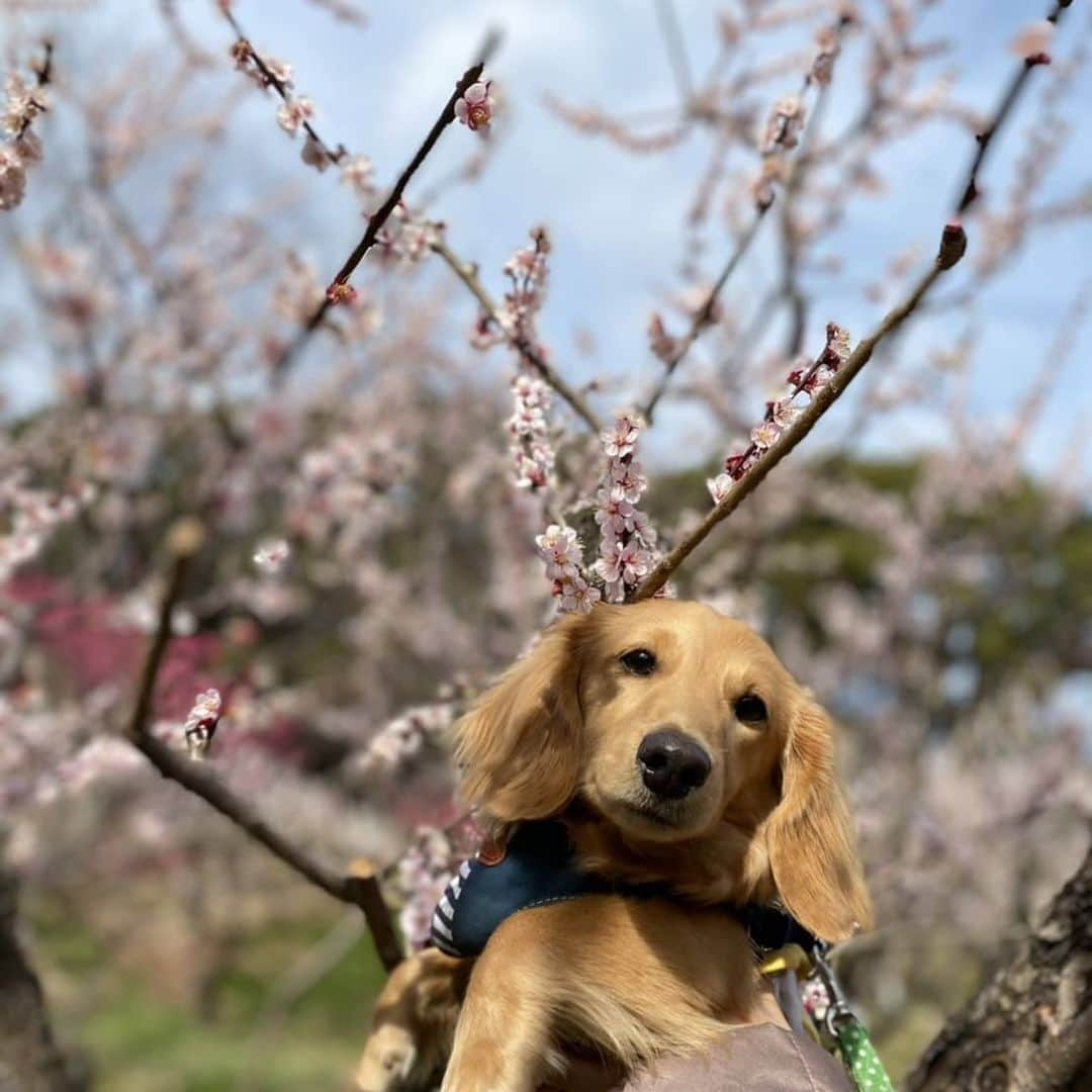 ピックさんのインスタグラム写真 - (ピックInstagram)「久しぶりに、 @momo.621 えみちゃんfamilyと、 お昼からお散歩🐶🐶🐶🐶 、 梅が綺麗に咲いてたけど撮影は、なかなかうまく出来なくて 、 ピクは、やっぱりリーチには猛烈アタック 、 １６歳のリーチが元気でいてくれることに凄く嬉しい😄 今月は、来月１９歳になる、おさくちゃんにも、会えるし! ピックの分もたくさんたくさん側にいて欲しい! 、 おやつに、焼き芋焼いて食べて! 少しだけどめちゃくちゃたのしかった! 春はコロナも落ち着いて、お出かけ日和になるといいなー 、 えみちゃんには、昨日はジャジャ漏れウレション（笑） 自分のウレション匂いかいで、不思議そうなピクが（笑）可愛かったがね 、 @cocoa.sono.0813 ココソノちゃんママから、オススメのおもちゃ お気に入りで、毎日遊んでるよー! 、 #公園 #お散歩 #トイプードル #梅 #10ヶ月 #癒しわんこ #パピー #犬の動画 #犬のいる生活 #ミニチュアダックス #ミニチュアダックスゴールド #いぬすたぐらむ #犬 #いぬ #インスタグラム #Instagram #dog #dogstagram #ピックとピク #わんわん小学校 #dachshund #lovedogs #かわいい #犬好きな人と繋がりたい」2月28日 19時29分 - pick09040904