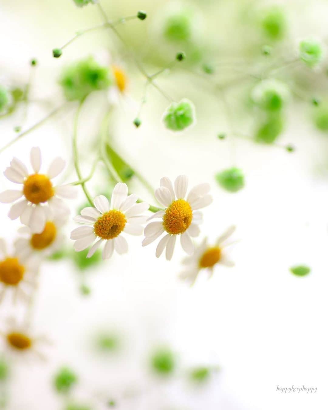 花の写真館のインスタグラム：「Photo by @happykeephappy.⠀ https://instagram.com/happykeephappy/⠀ .⠀ Original Post[投稿いただいたURL]⠀ https://www.instagram.com/p/CLXfyMMAR-W/⠀ .⠀ 本アカウントは、 #私の花の写真 をつけてInstagramに投稿された皆さまの花の写真や、「花の写真館」Facebookページで投稿された花の写真を紹介します。⠀ 「花の写真館」Facebookページは、「 @floral.photograph 」のプロフィールにあるURLからご覧ください。⠀ .⠀ ※各自、政府、自治体など公的機関の指示に従った行動をお願いします。⠀⠀ 東京カメラ部および分室では、写真を「見る楽しみ」を提供することを通して、微力ながら皆様にわずかな時間でも癒しをお届けしたいと思っております。⠀ ※本アカウントは東京カメラ部がFacebook、Instagramのサービスを利用して運営しているもので、Facebook社・Instagramとは一切関係ありません。⠀ .⠀ #花の写真館 #floralphotograph #floralphoto #flower #flowers⠀ Follow: @floral.photograph」