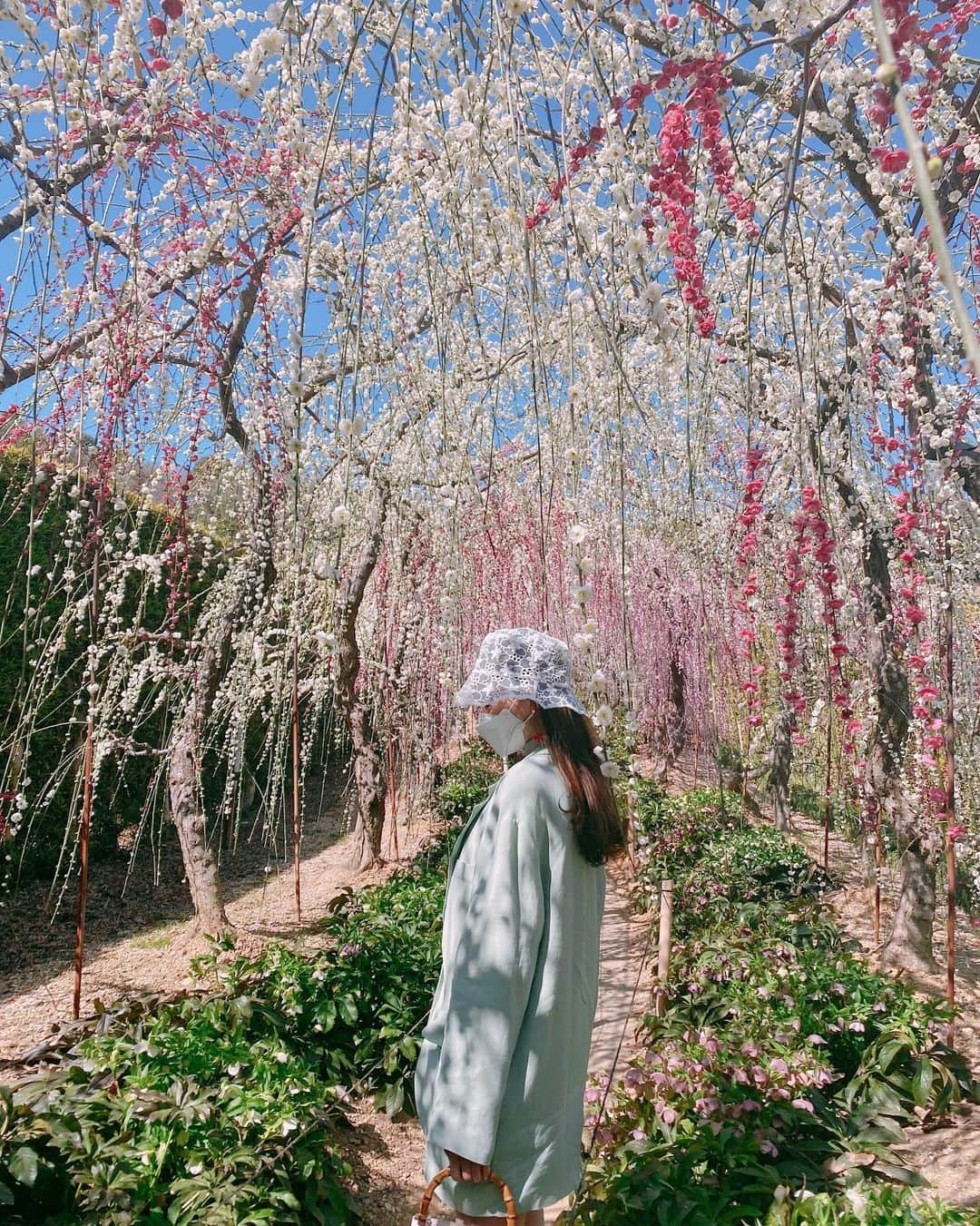 野島樺乃さんのインスタグラム写真 - (野島樺乃Instagram)「. 梅の花のトンネルがすごく綺麗でした♡ . . . . . #梅の花 #お花見 #春 #写真 #photo #ジャケット #ジャケットコーデ #レースハット #バケハ #春コーデ #私服 #韓国 #韓国ファッション #fashion #ootd #followｍe」2月28日 19時32分 - nojimakano_0906