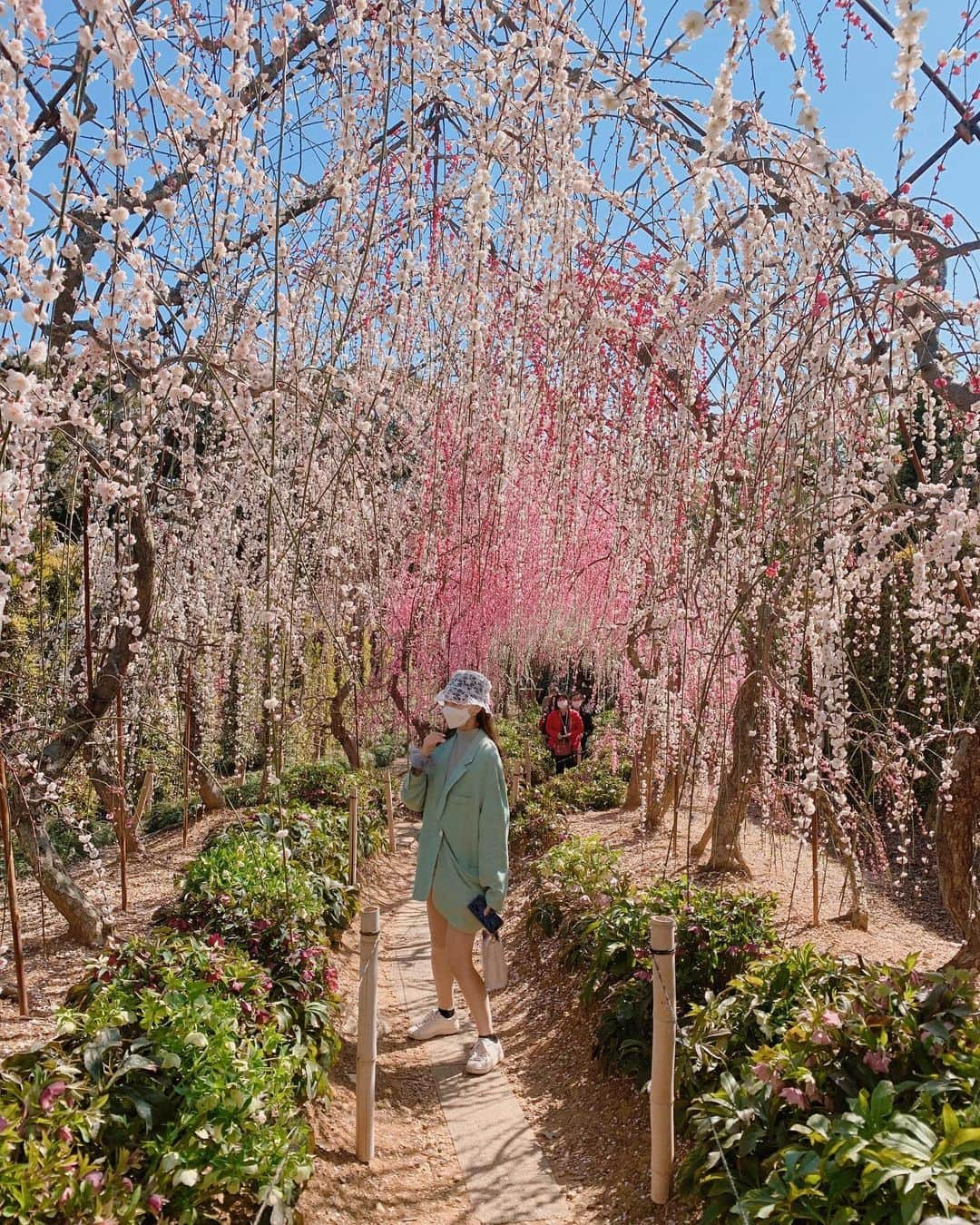 野島樺乃さんのインスタグラム写真 - (野島樺乃Instagram)「. 梅の花のトンネルがすごく綺麗でした♡ . . . . . #梅の花 #お花見 #春 #写真 #photo #ジャケット #ジャケットコーデ #レースハット #バケハ #春コーデ #私服 #韓国 #韓国ファッション #fashion #ootd #followｍe」2月28日 19時32分 - nojimakano_0906